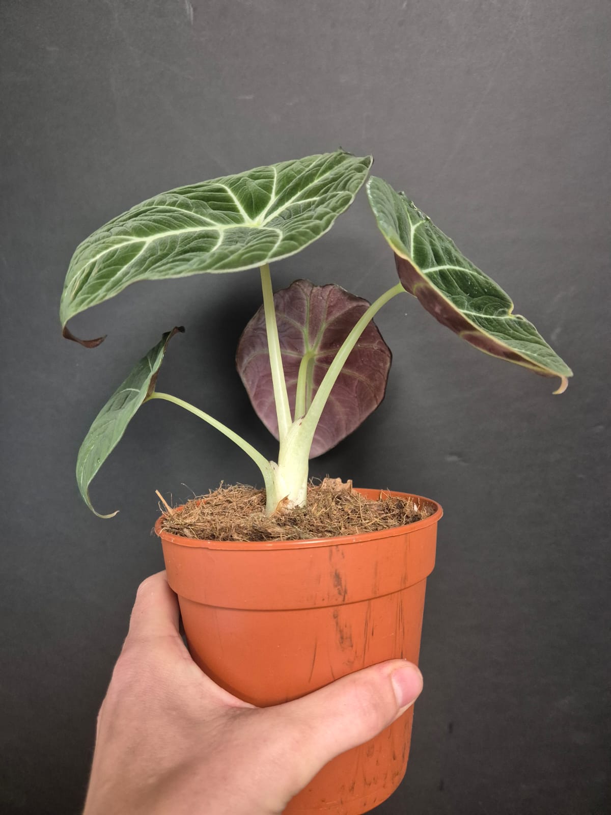 Alocasia Black Velvet - Elephant Ear - Houseplant