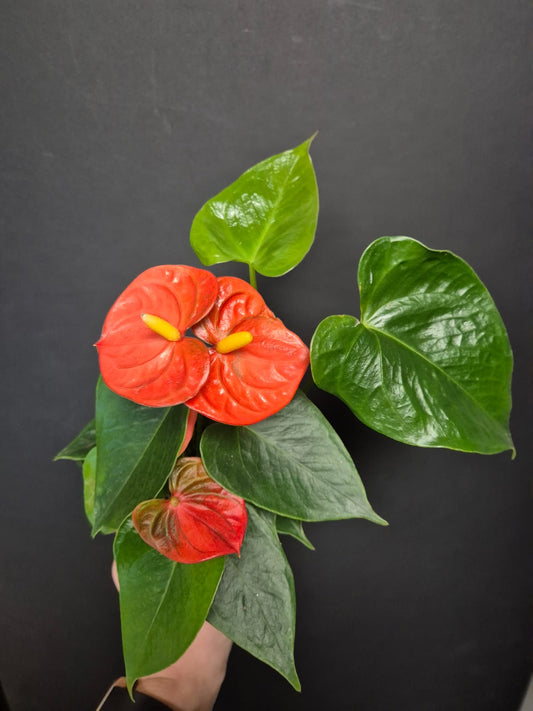 Anthurium Orange Small | Flamingo Flower | Houseplant