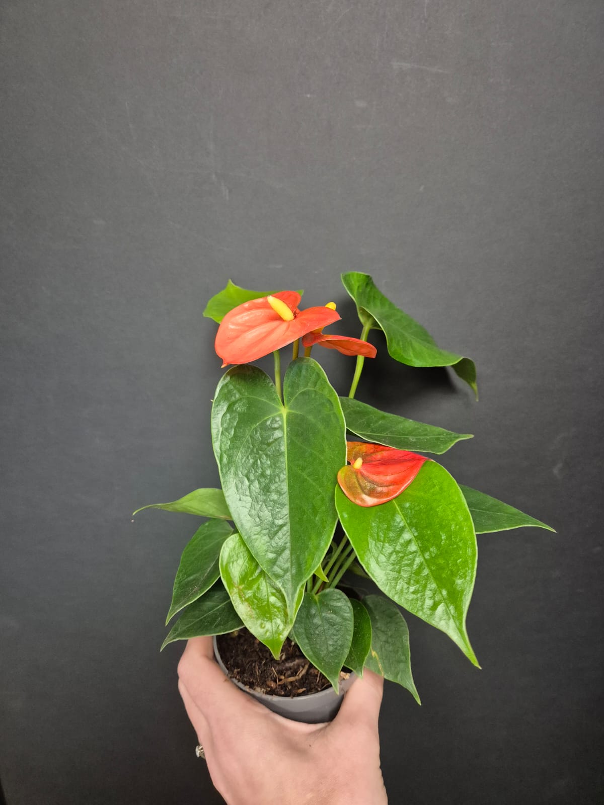 Anthurium Orange Small | Flamingo Flower | Houseplant