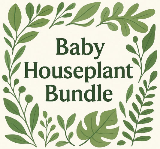 Baby Houseplant Bundle
