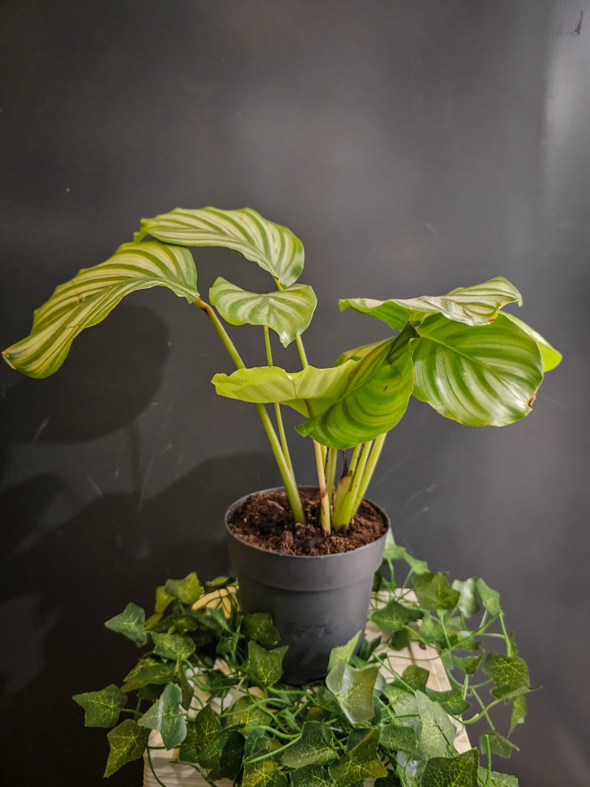 Calathea Orbifolia - Cabbage Leaf - Houseplant