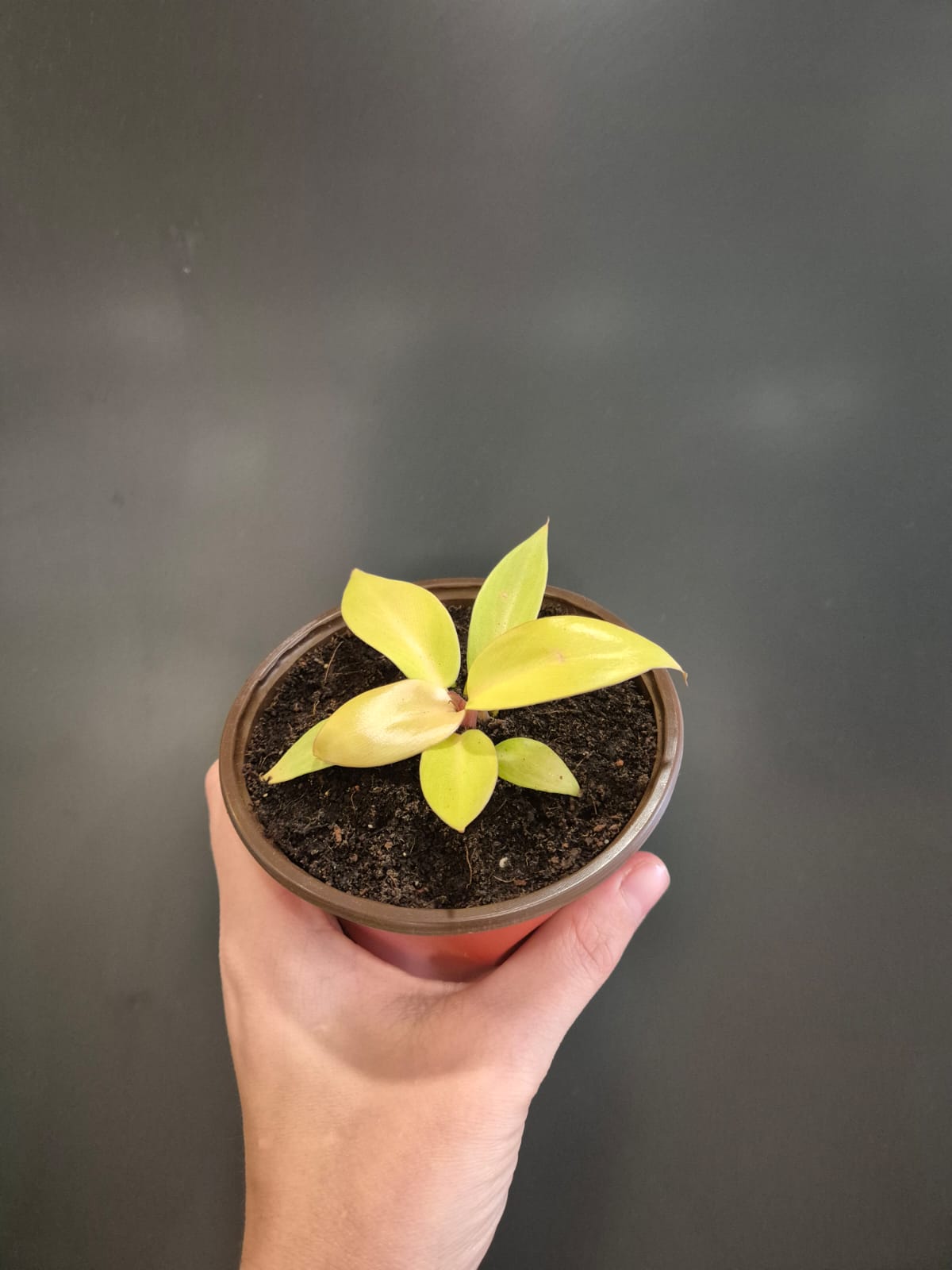 Baby Houseplant Bundle
