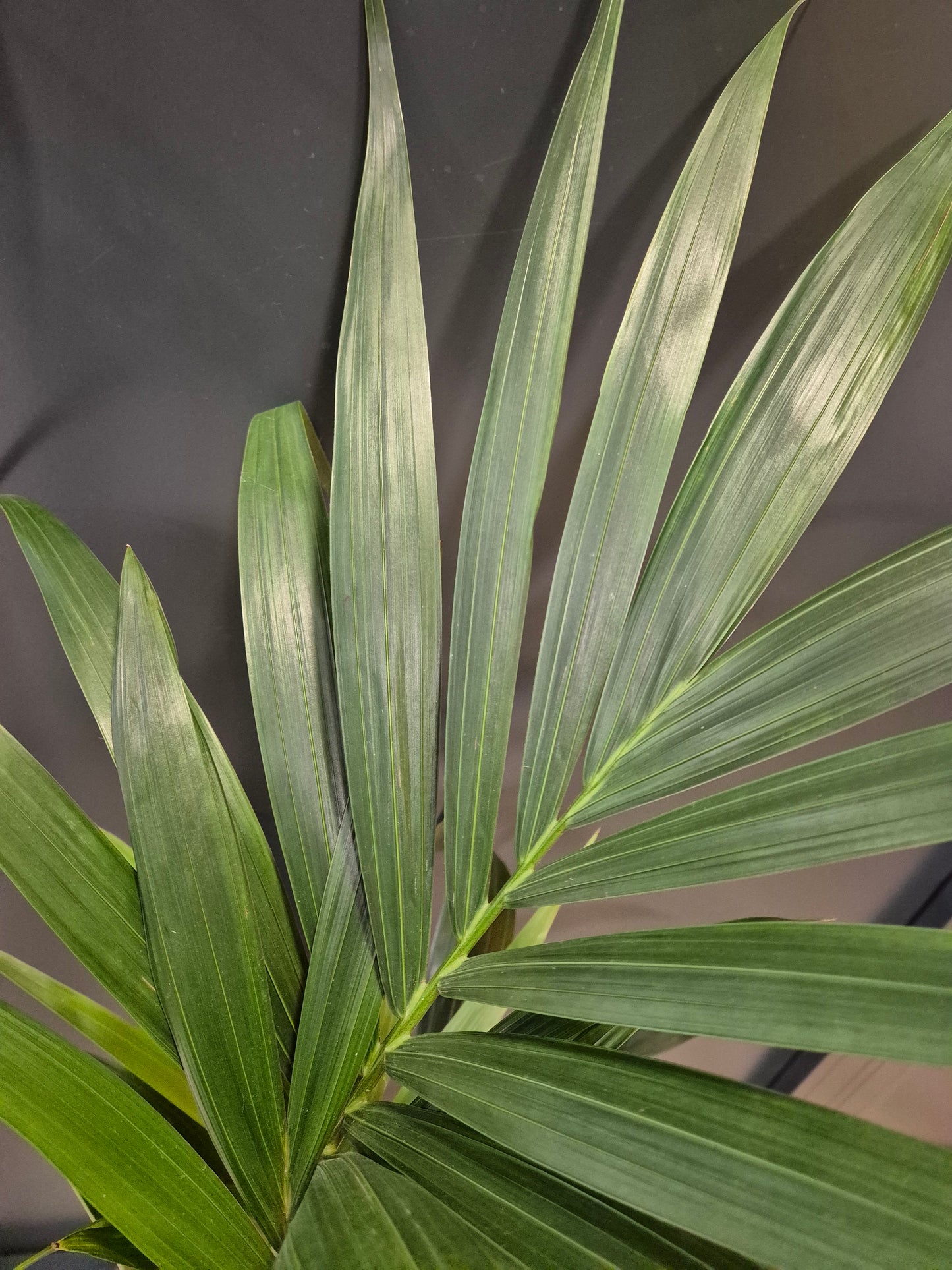 Howea Forsteriana - Kentia Palm - Houseplant
