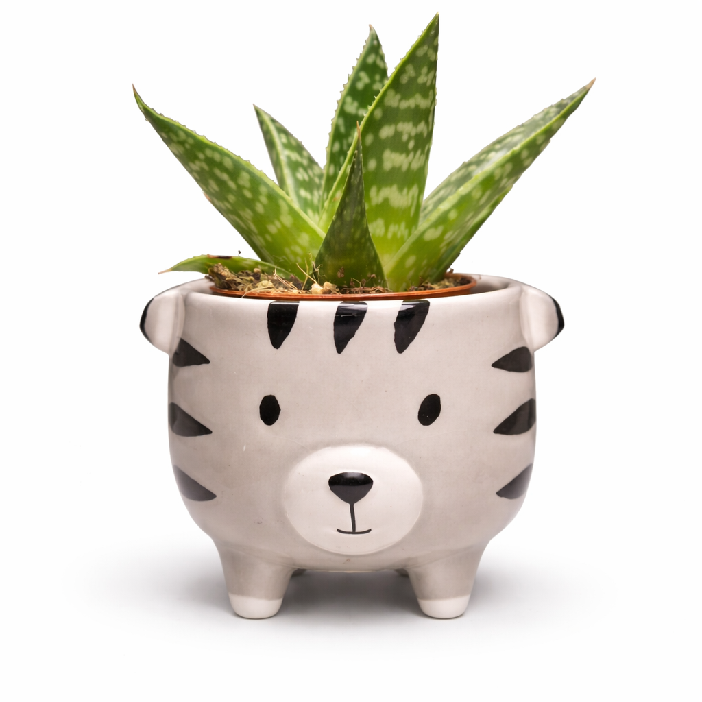 Ceramic planter shaped like a tiger face with a succulent plant inside on a white background