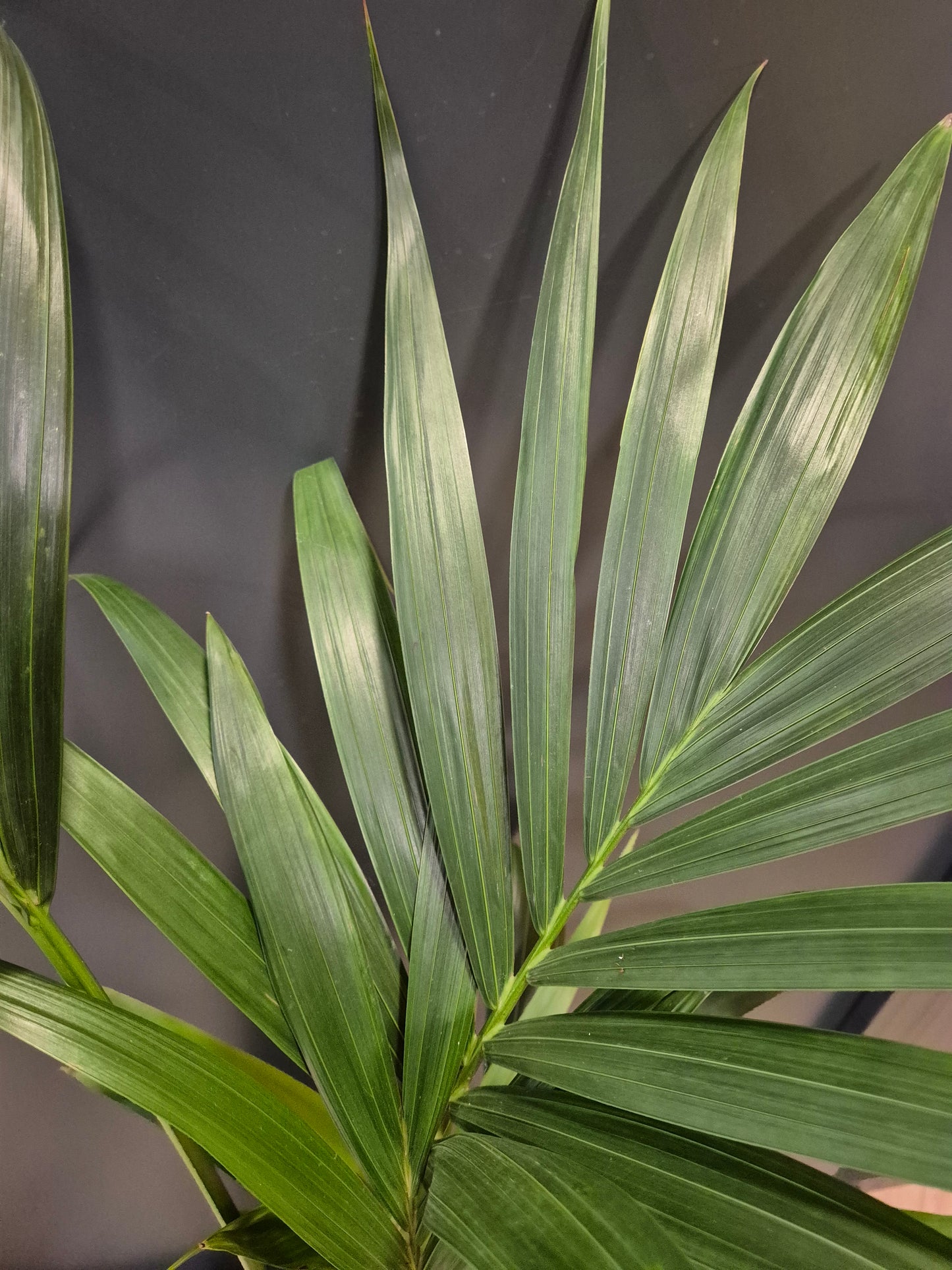Howea Forsteriana - Kentia Palm - Houseplant
