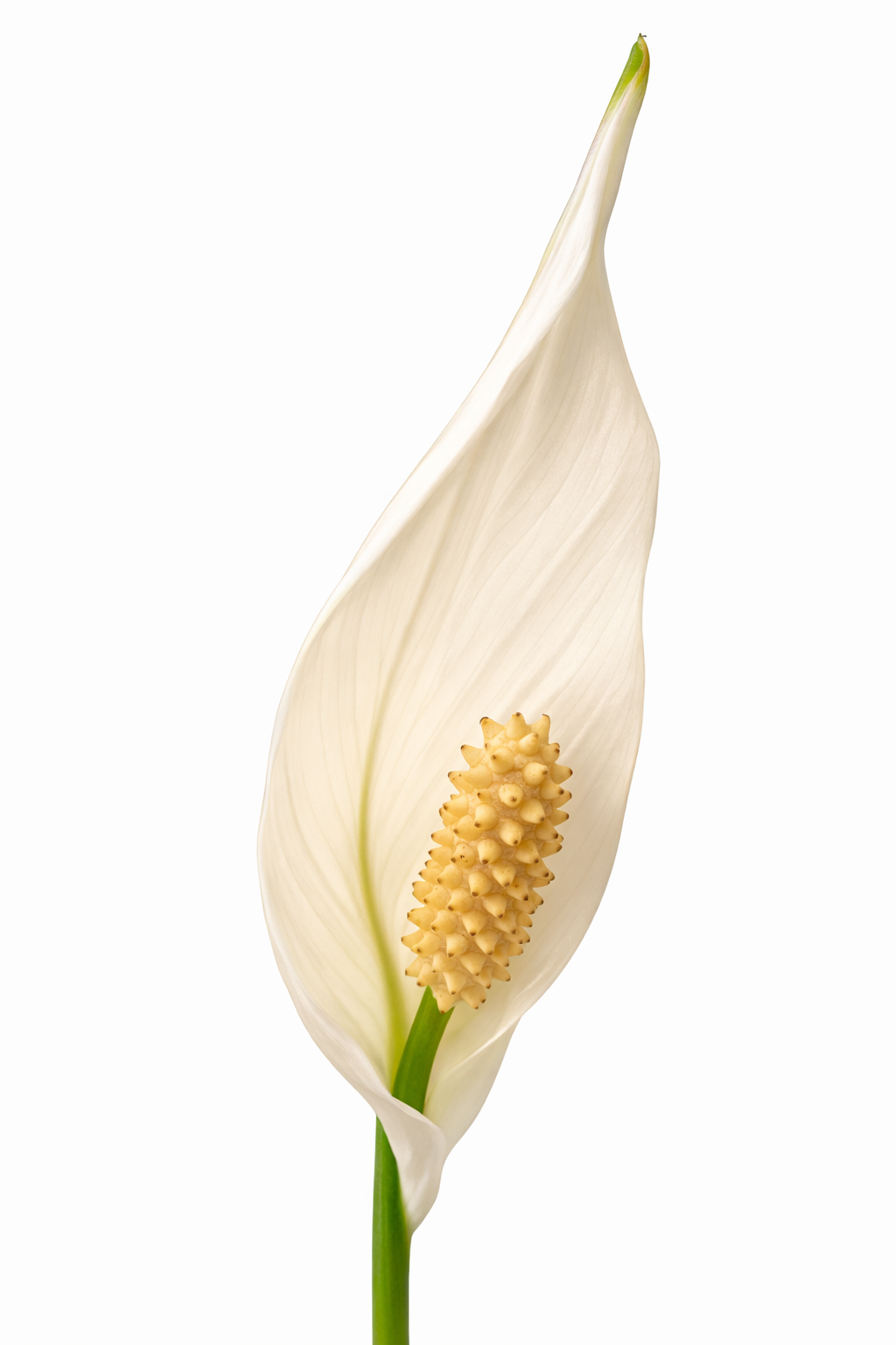 Peace Lily Chopin - Spathiphyllum - 9cm | Houseplant