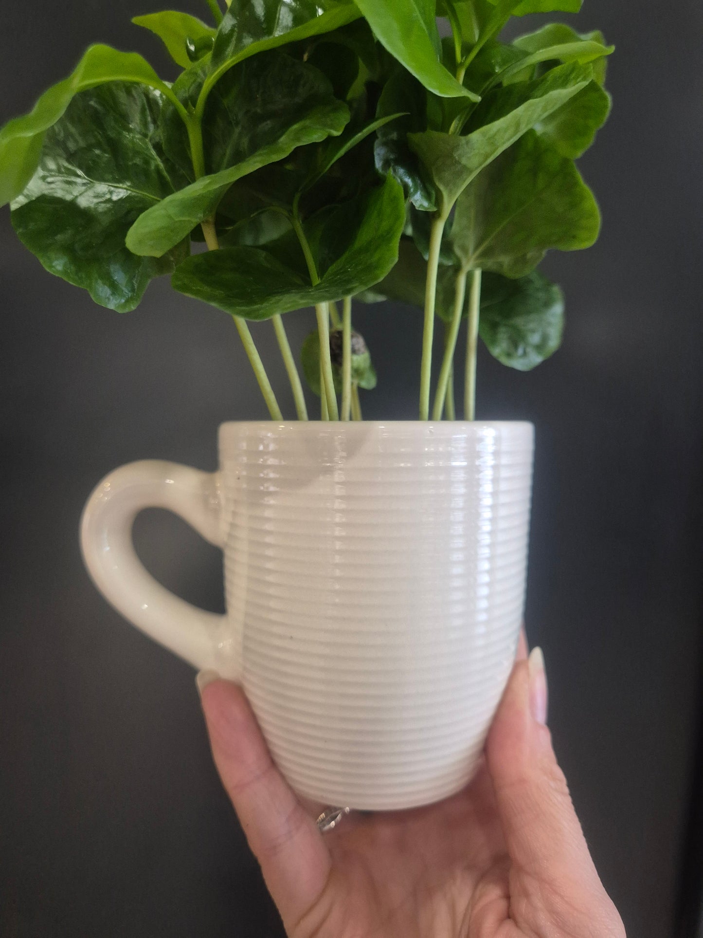 Arabica Coffee Plant and Mug - 9cm | Houseplant