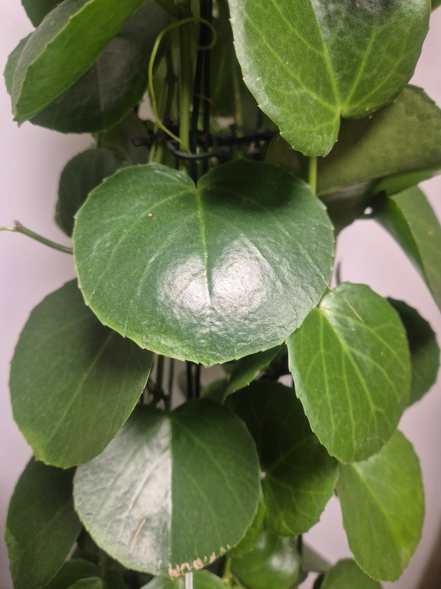 Cissus Rotundifolia - Arabian Wax Plant - 24cm | Houseplant