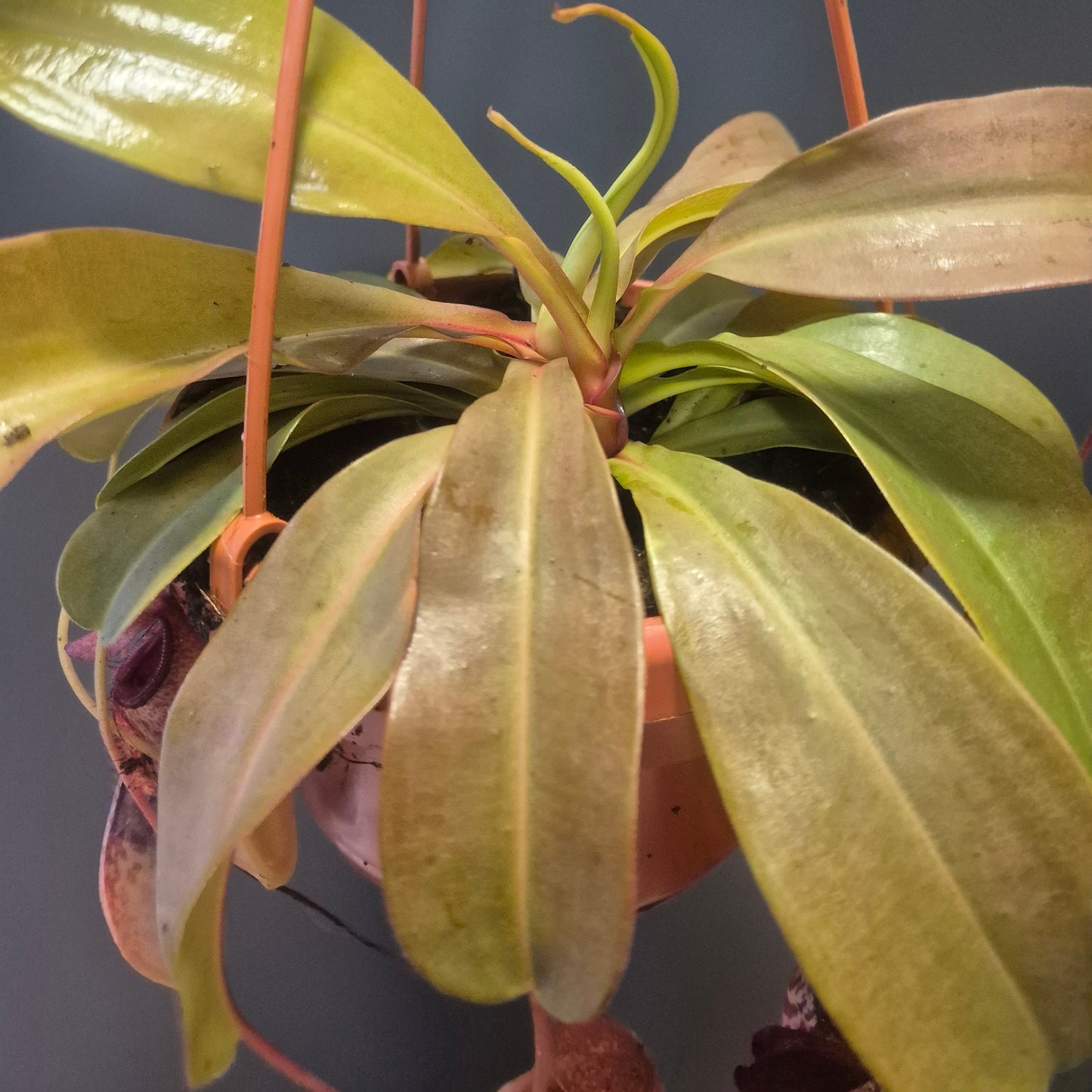 Monkey Jar Pitcher Plant - Nepenthes - 14cm | Houseplant