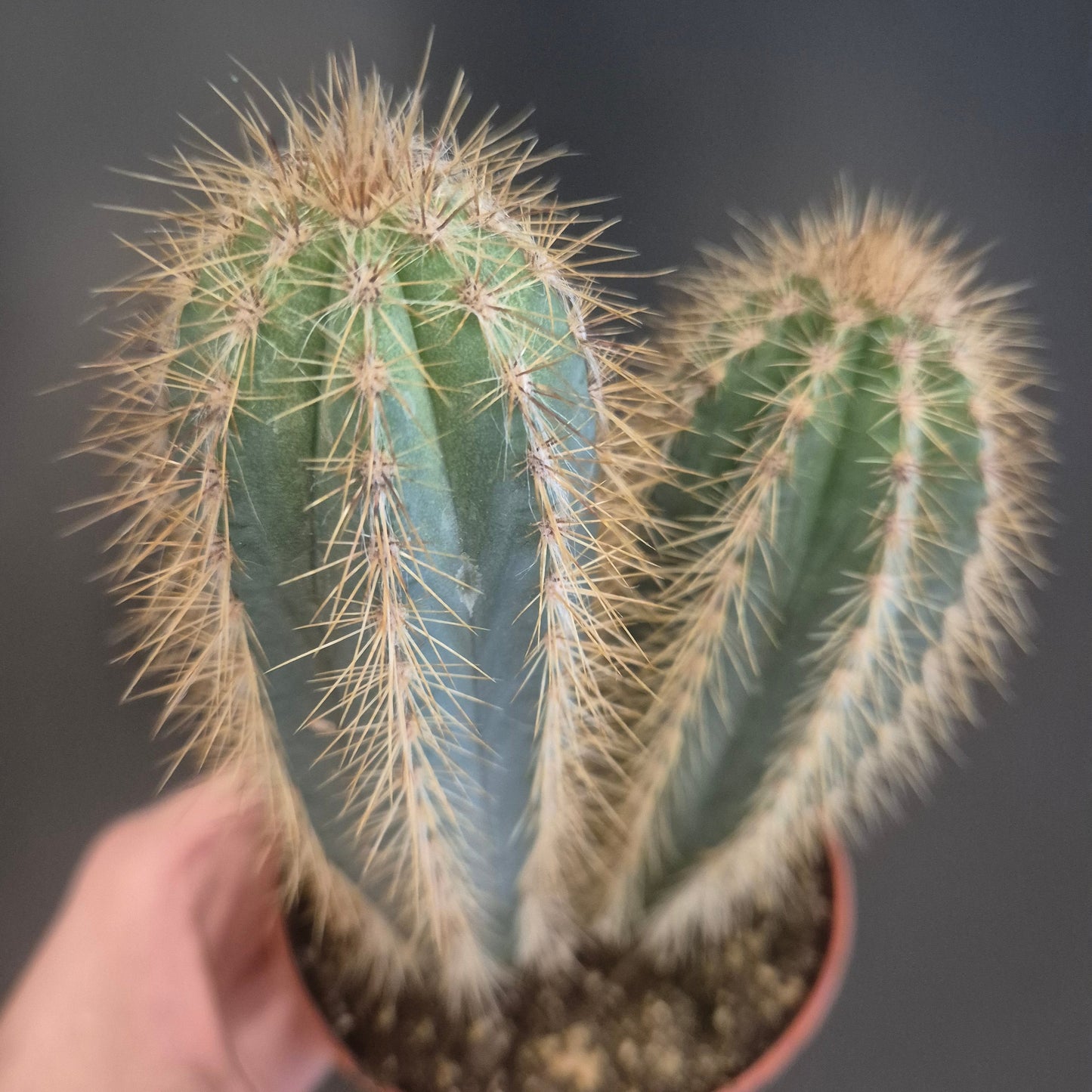 Blue Torch Cactus - pilocereus azureus - 8.5cm | Houseplant
