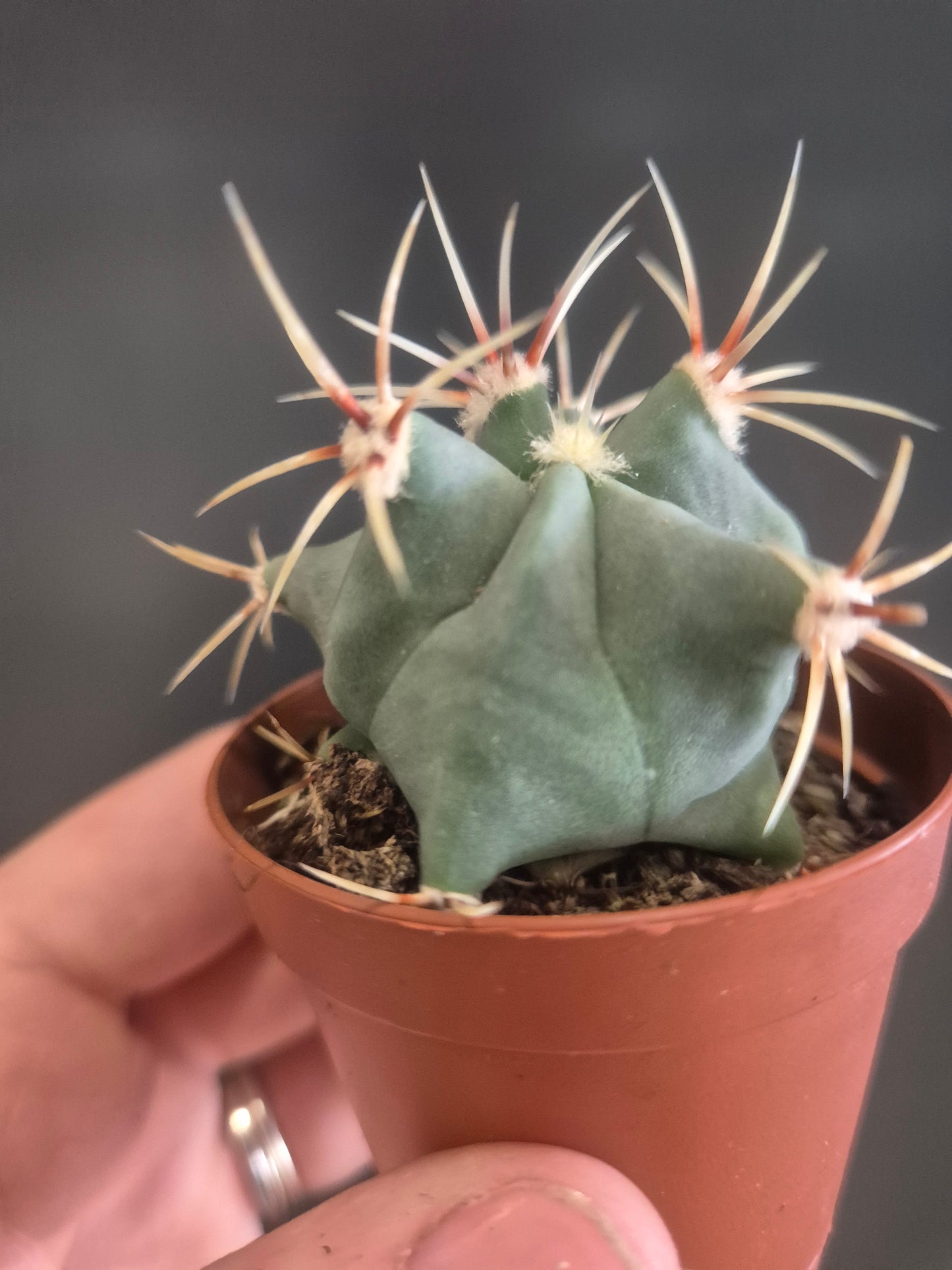 Ferocactus Histrix - Barrel Cactus - 5.5cm | Houseplant
