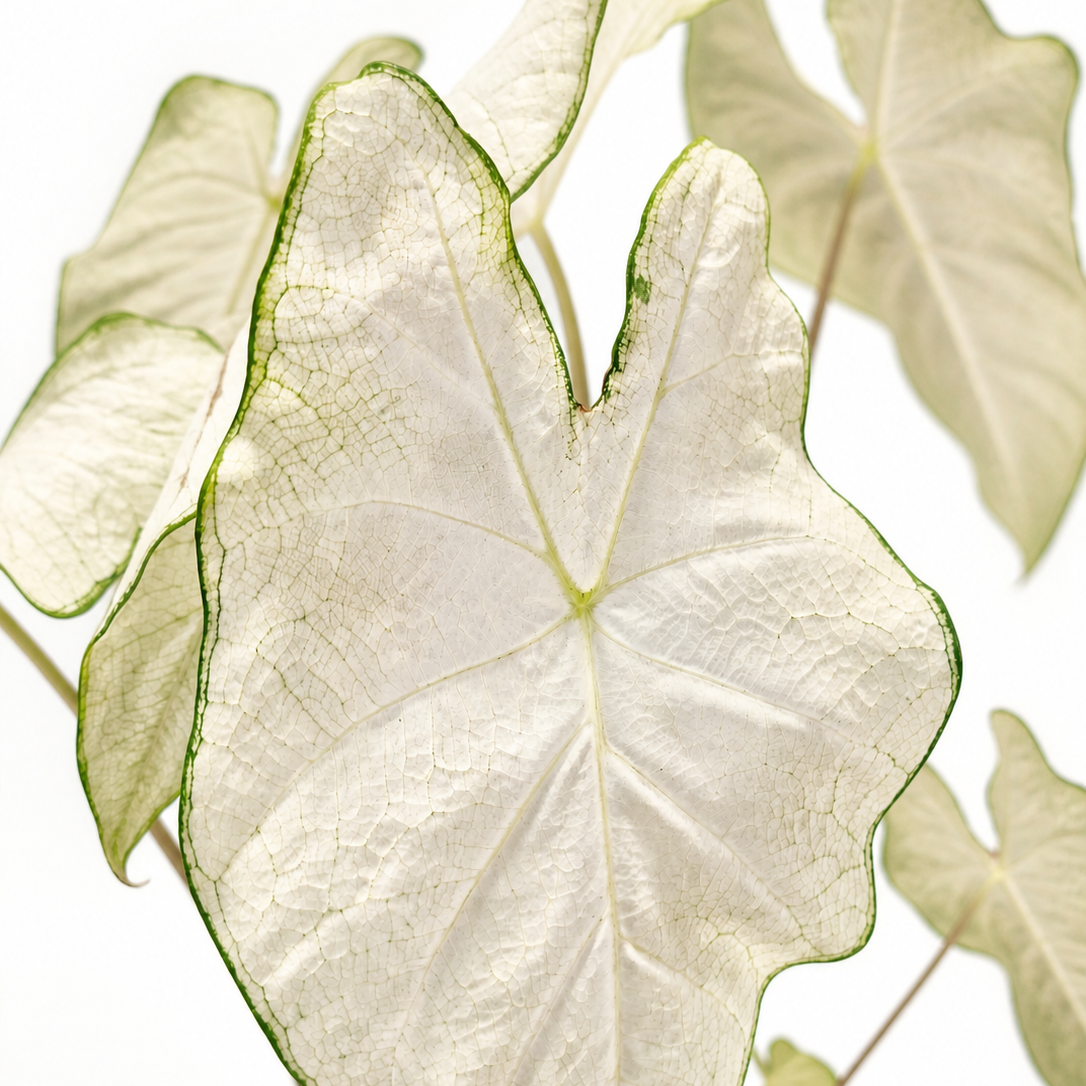 Caladium - Florida Moonlight - 21cm | Houseplant