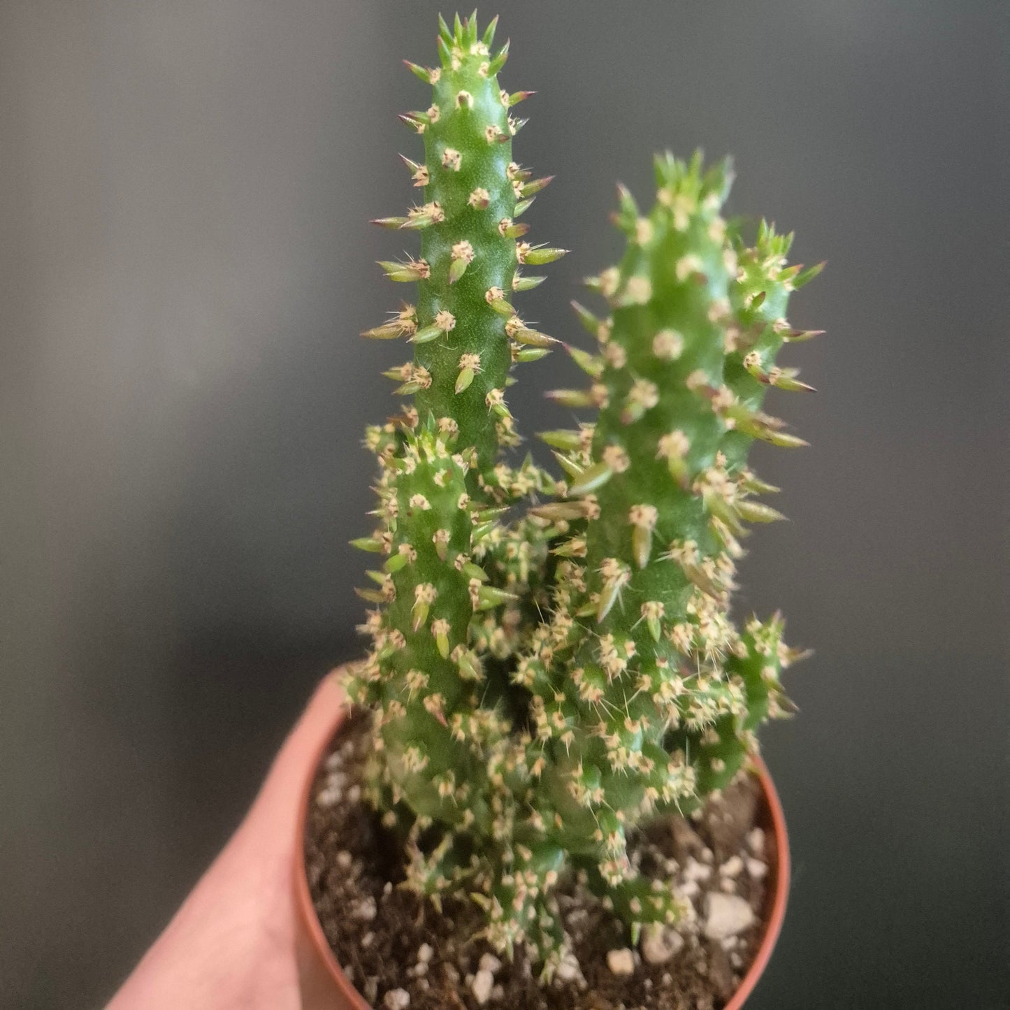 Potted cactus with spines against a blurred background