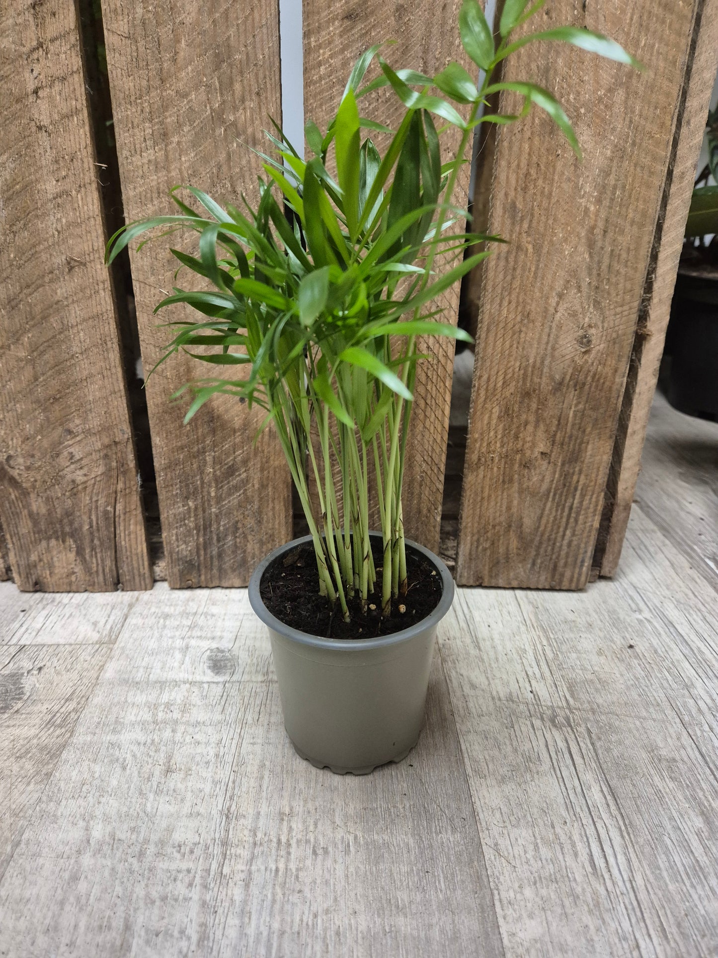 Chamaedorea Elegans | Parlour Palm | Houseplant | 9cm
