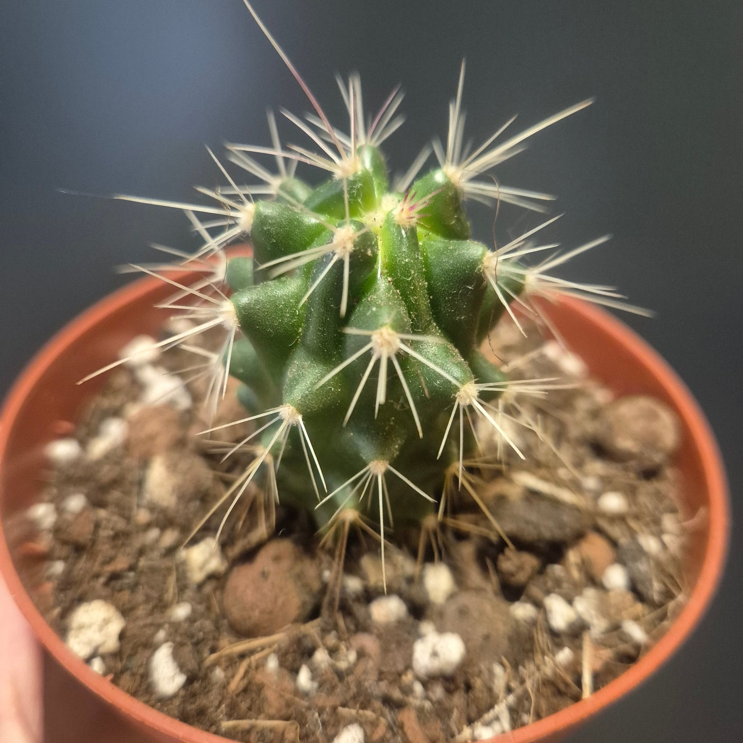 Scarlet Hedgehog Cactus - Echinocereus coccineus - 8.5cm | Houseplant