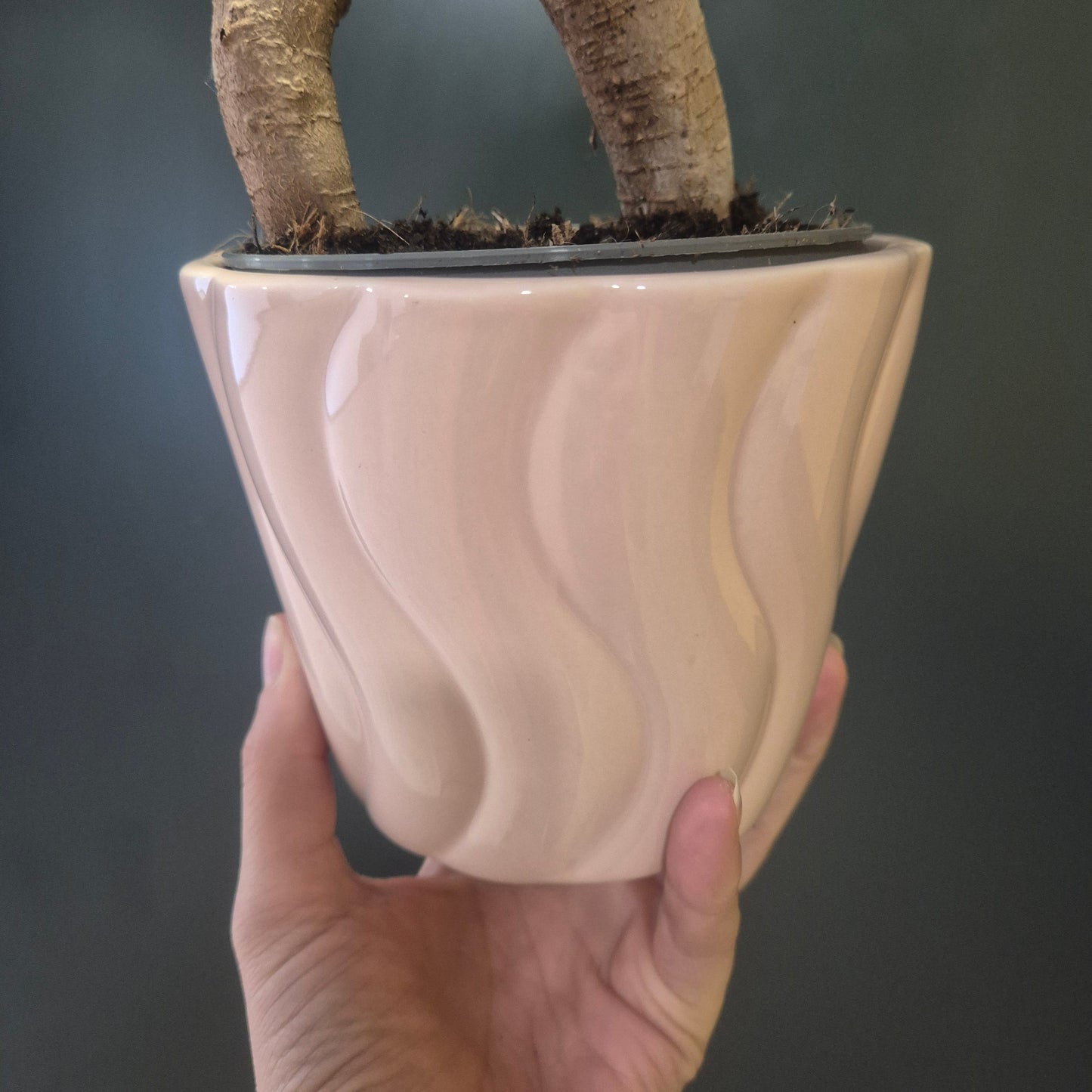 Ficus Ginseng - Bonsai - 14cm | Houseplant