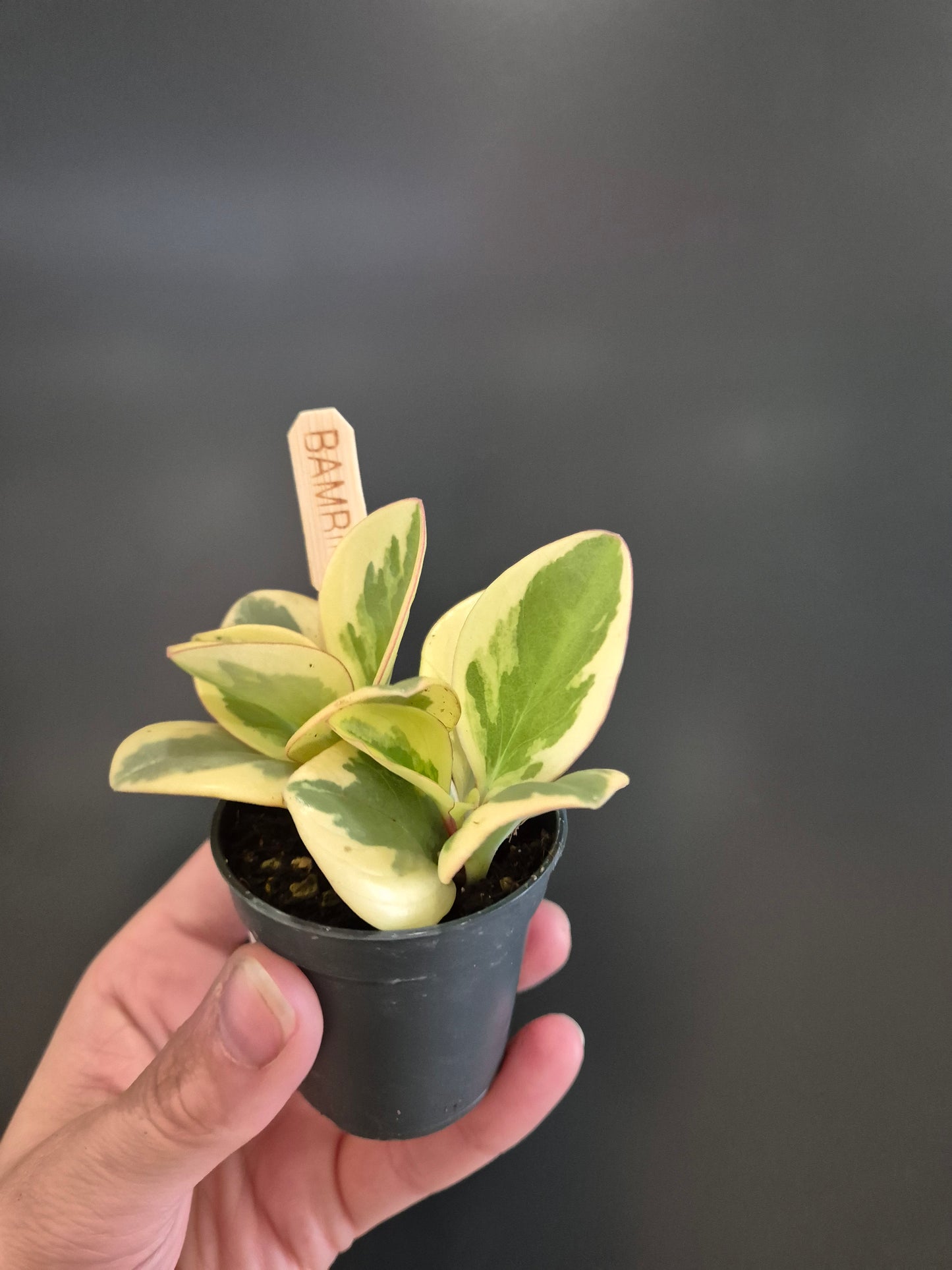 Peperomia Obtusifolia - Baby Rubber Plant | Houseplant