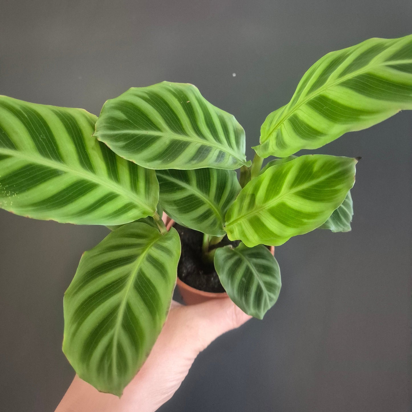 Calathea Zebrina - Prayer Plant - 7cm | Houseplant