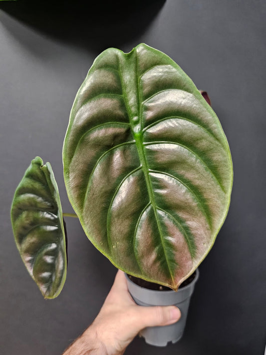 Alocasia Cuprea Red Secret | Houseplant
