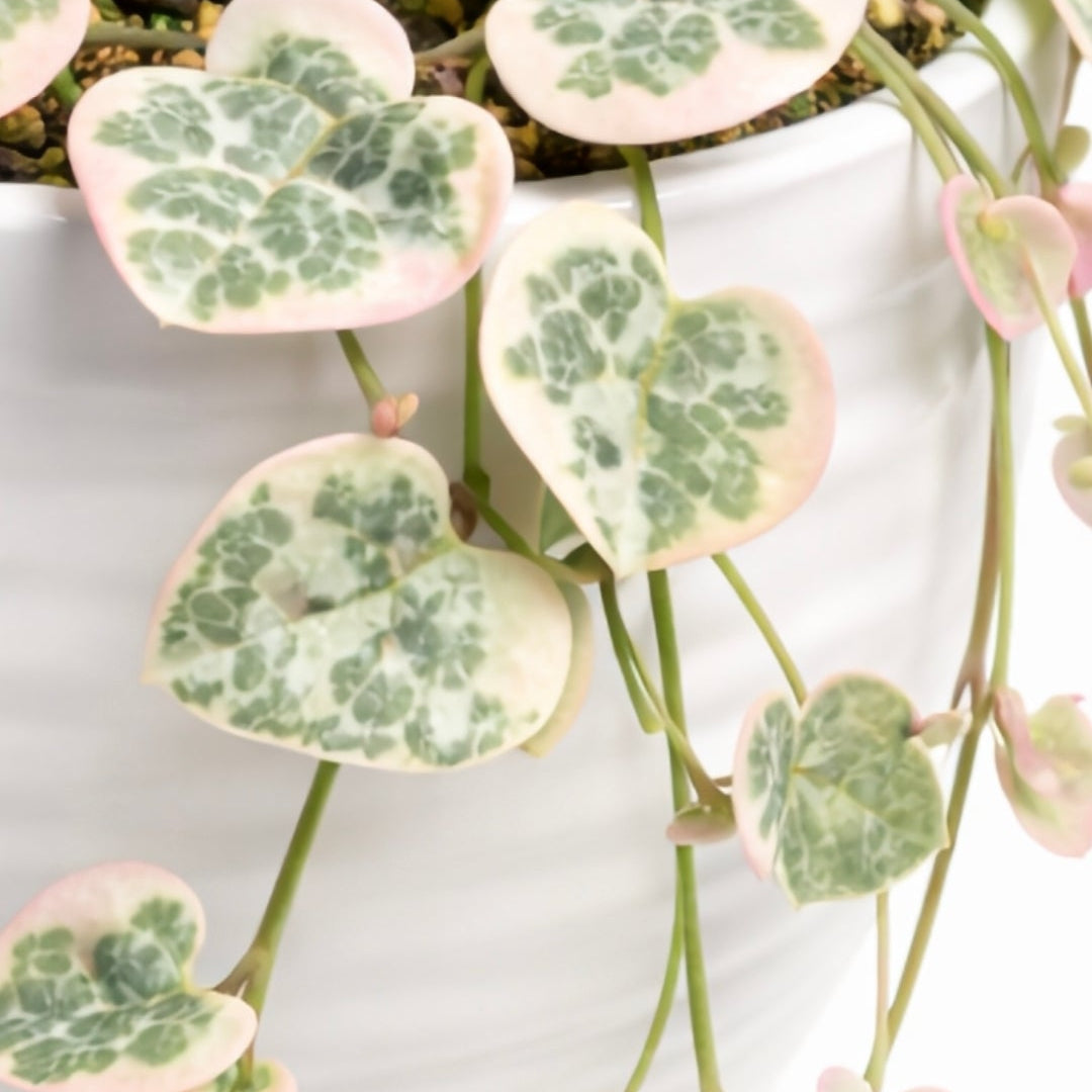 String of Hearts - Ceropegia Woodii Variegata - 9cm | Houseplant