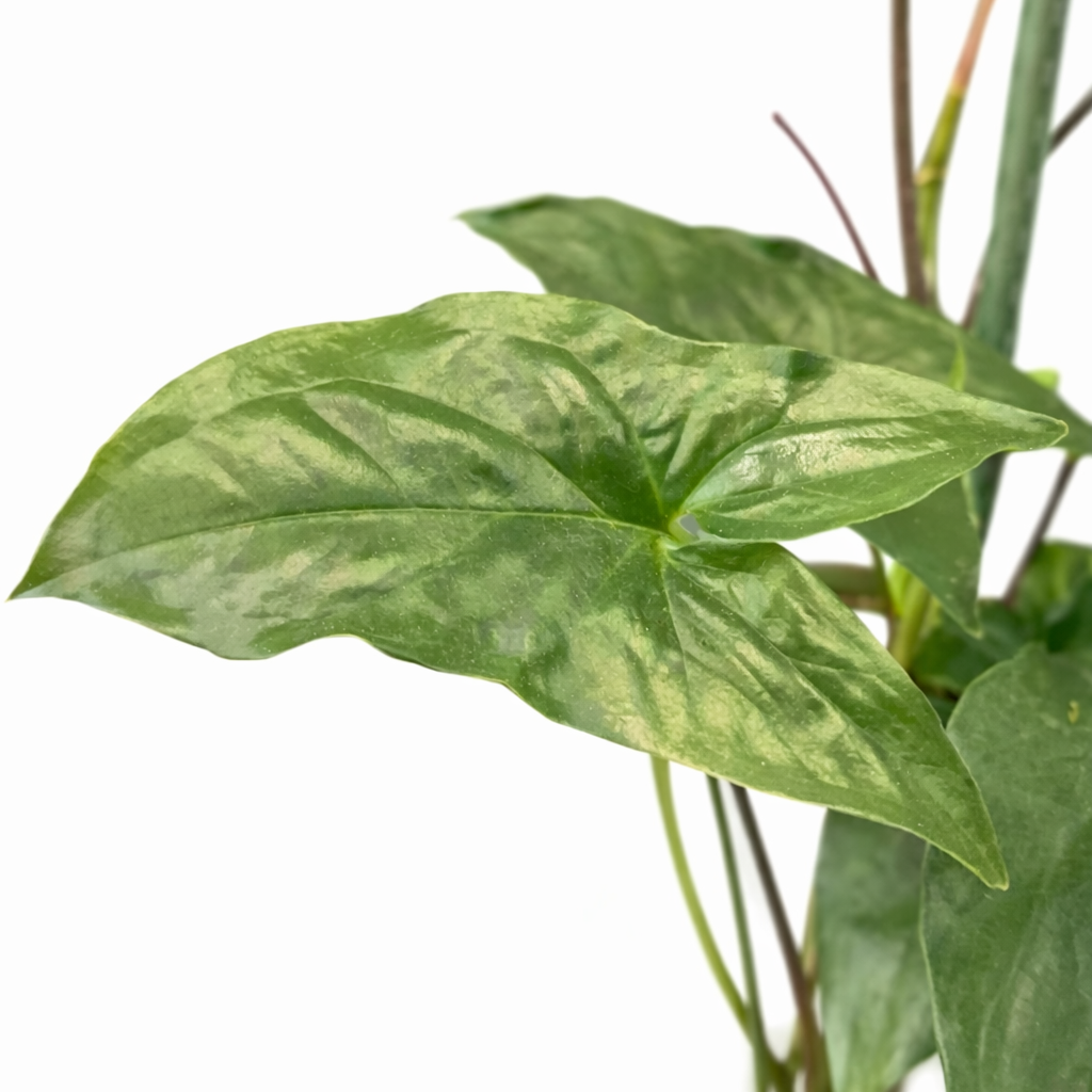 Syngonium Podophyllum - Arrowhead - 17cm | Houseplant
