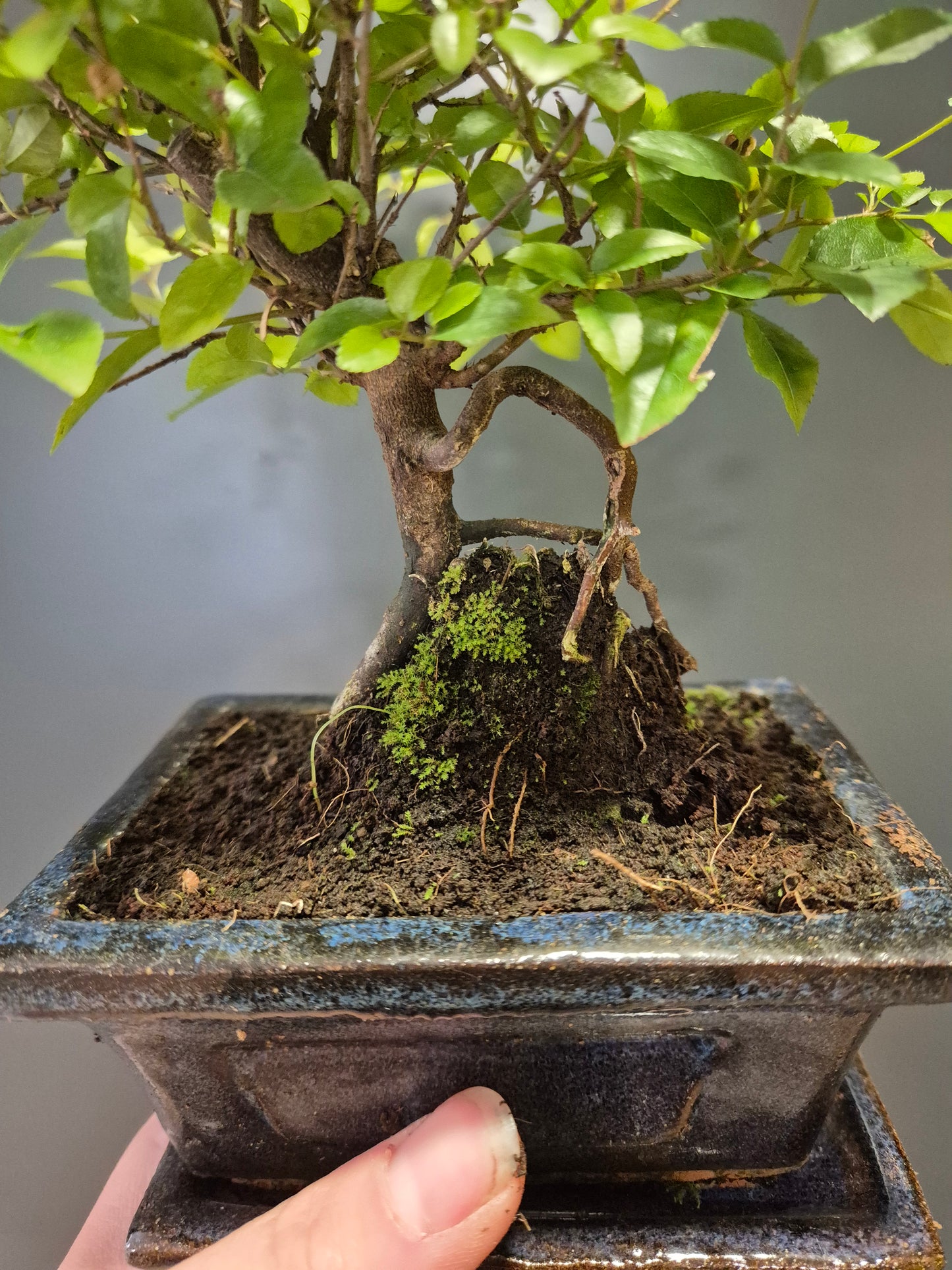Bonsai Sageretia - Houseplant