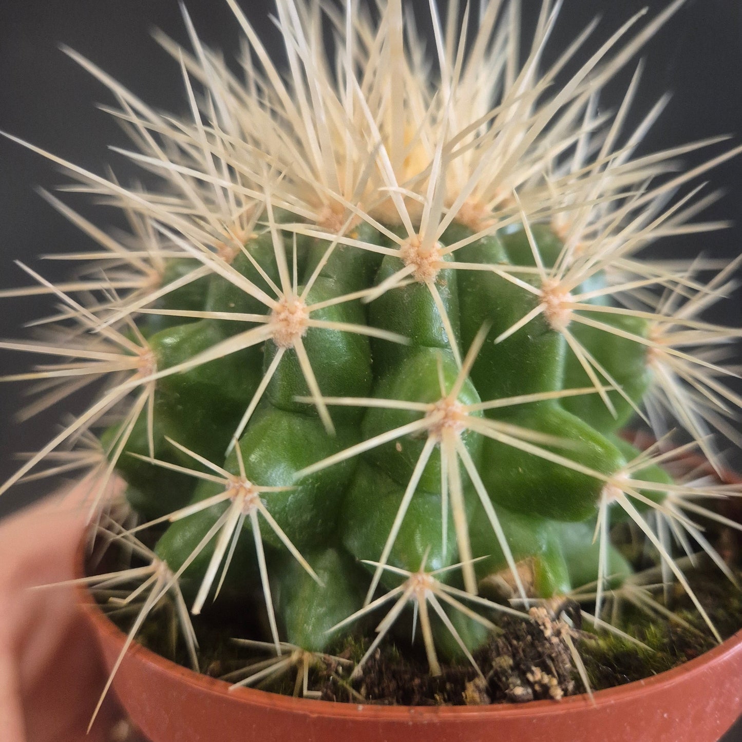 Golden Barrel Cactus - Echinocactus grusonii - 8.5cm | Houseplant