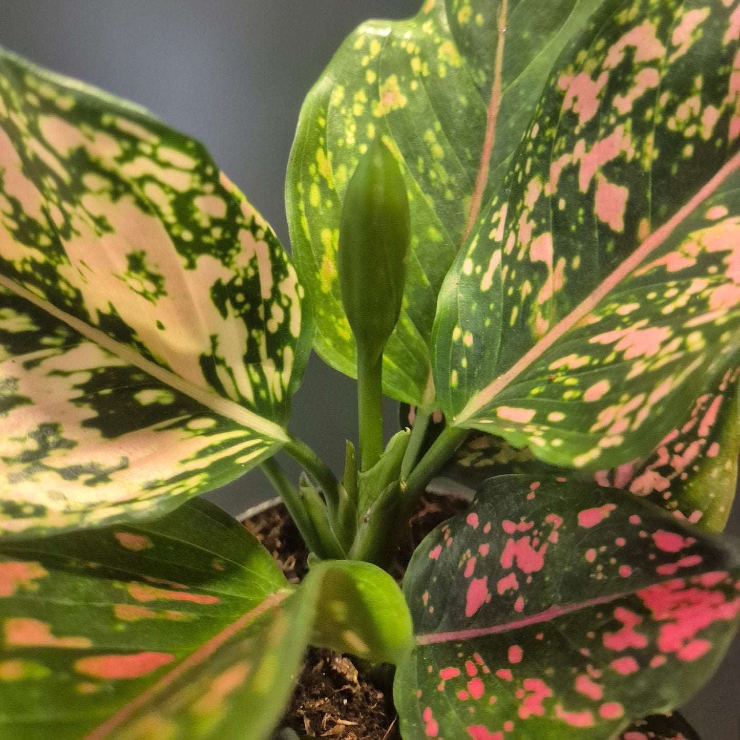 Aglaonema Pink Leopard - Chinese Evergreen - 12cm | Houseplant