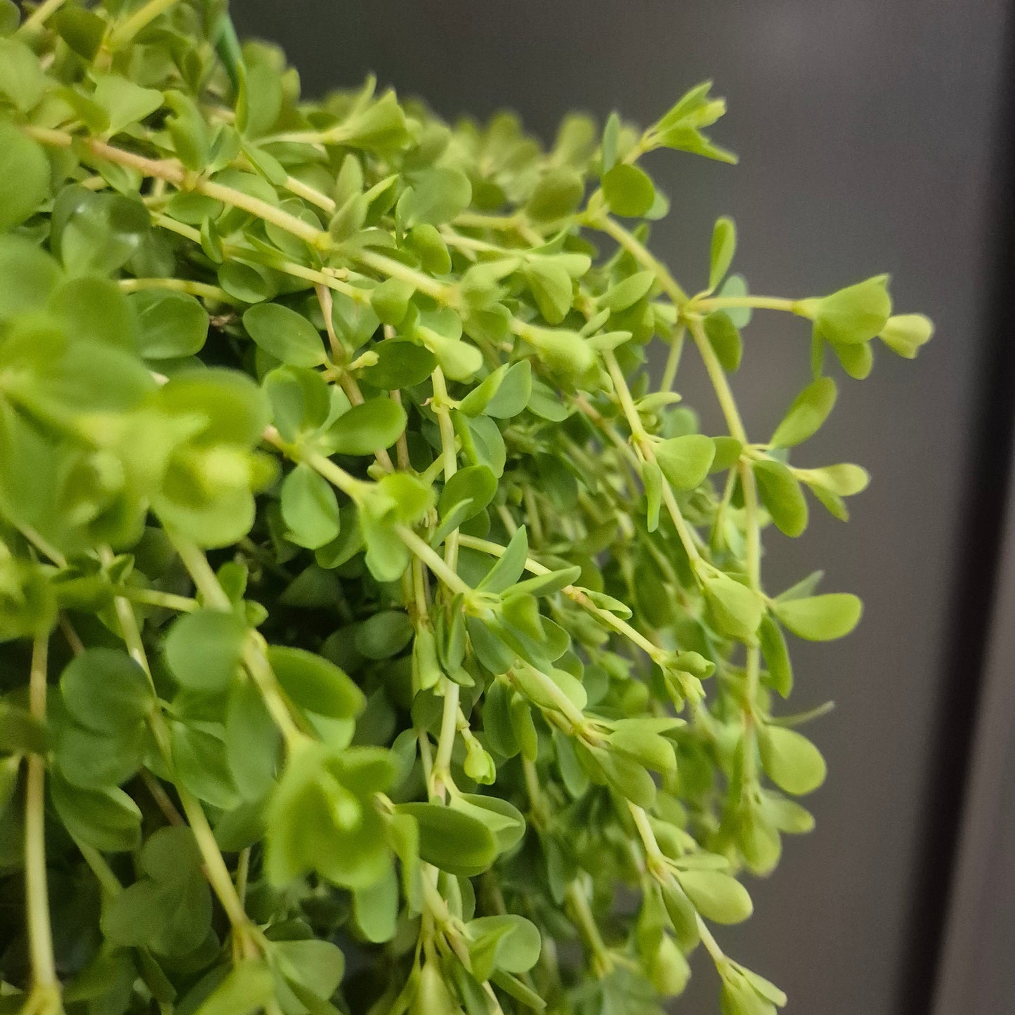 Trailing Jade - Peperomia Isabella - 14cm | Houseplant