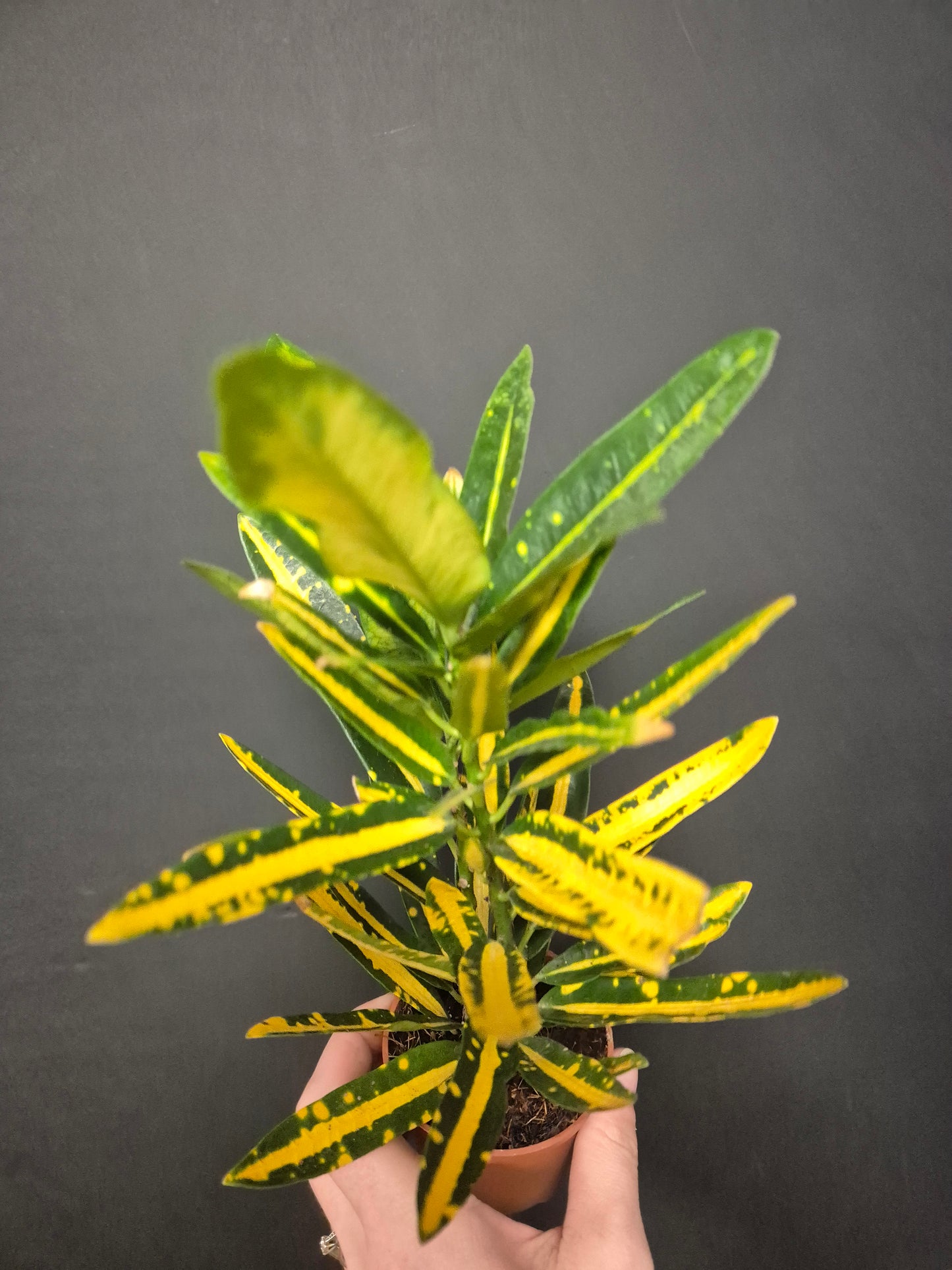 Croton Yellow Banana - Codiaeum | Houseplant