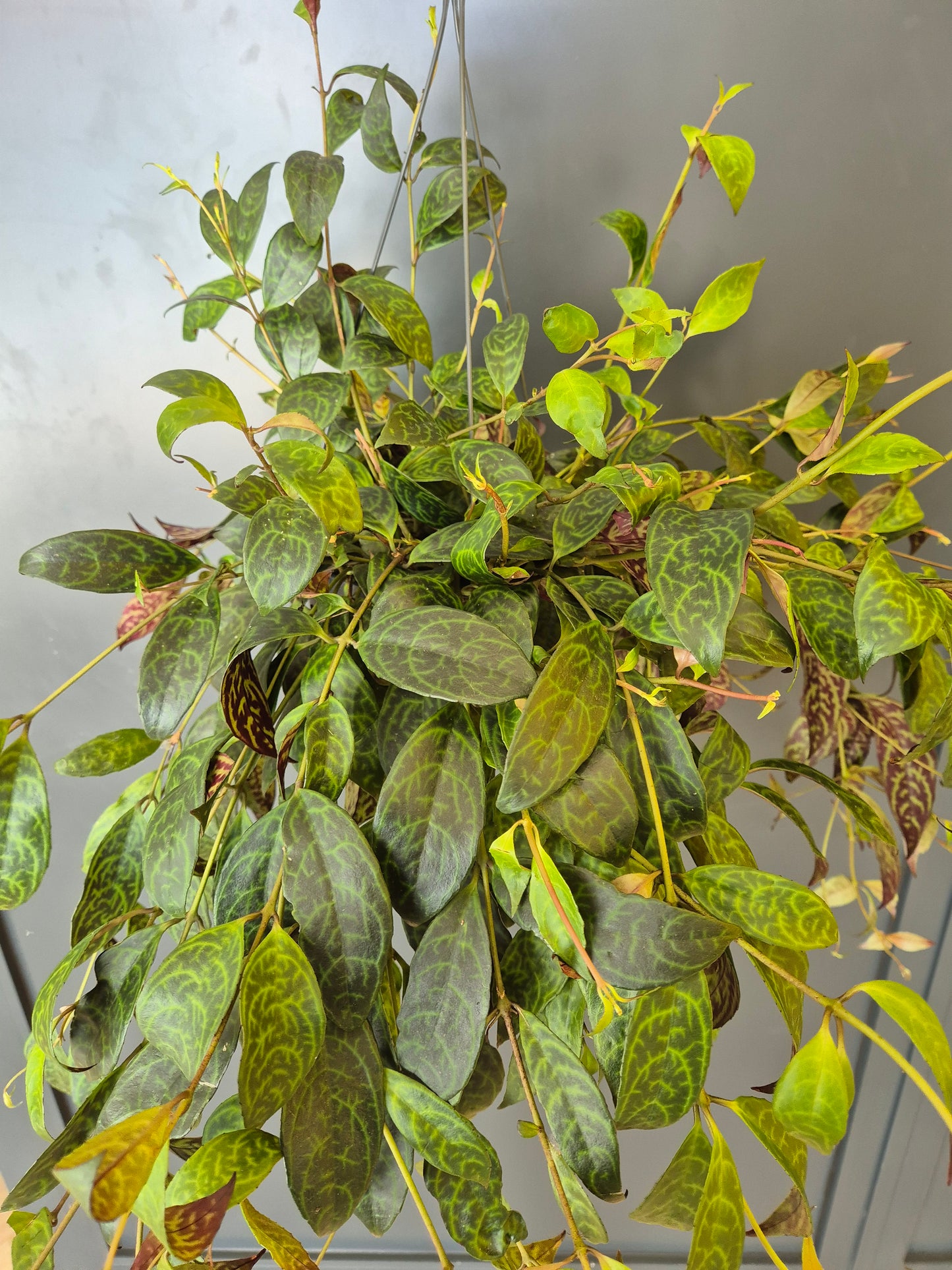 Aeschynanthus Marmoratus - Zebra Vine | Houseplant