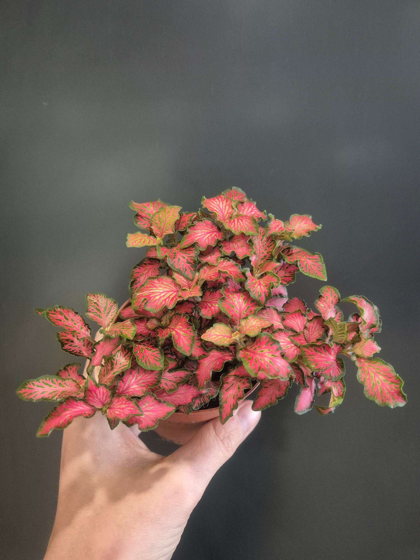 Fittonia - Nerve Plant - 10cm | Houseplant