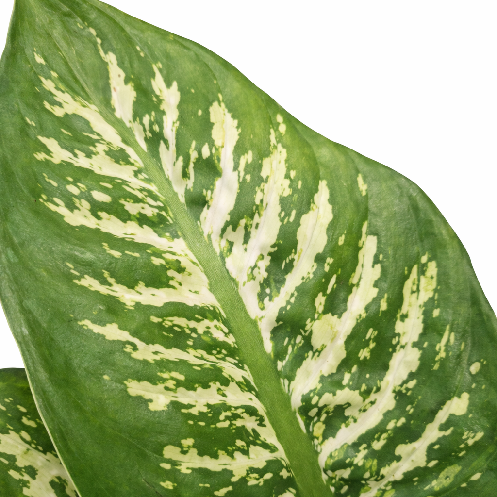 Dieffenbachia Tropic Snow - Dumb Cane - 24cm | Houseplant