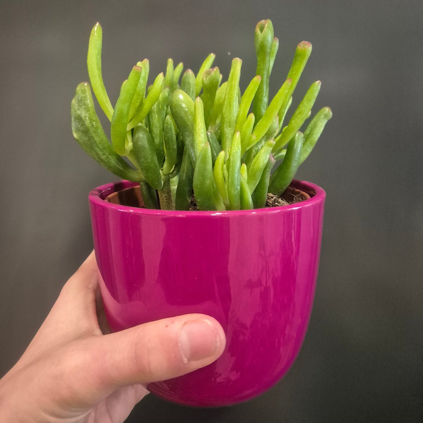 Hand holding a pink cup with green plant against a dark background