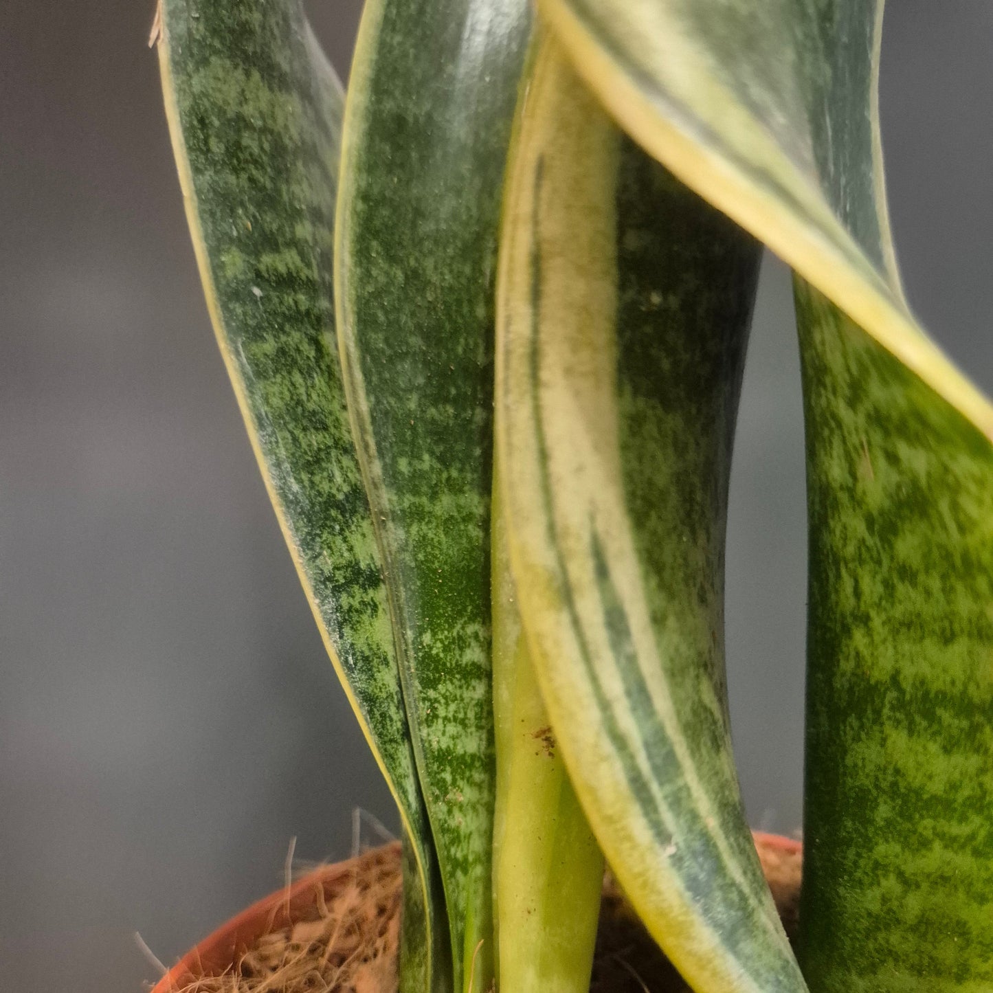 Sansevieria Futura Superba - Snake Plant - 12cm | Houseplant