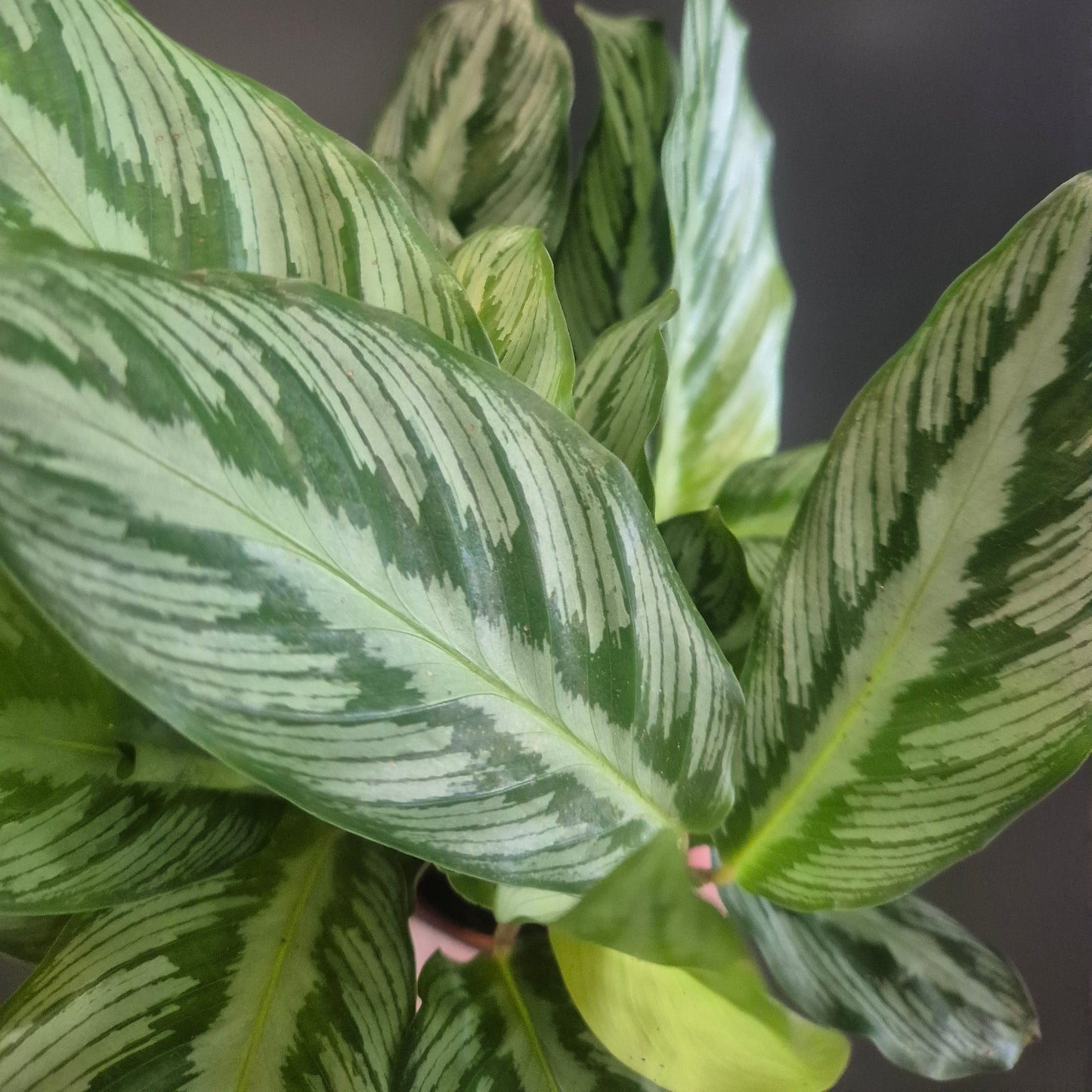 Calathea Beauty Star - Prayer Plant - 7cm | Houseplant
