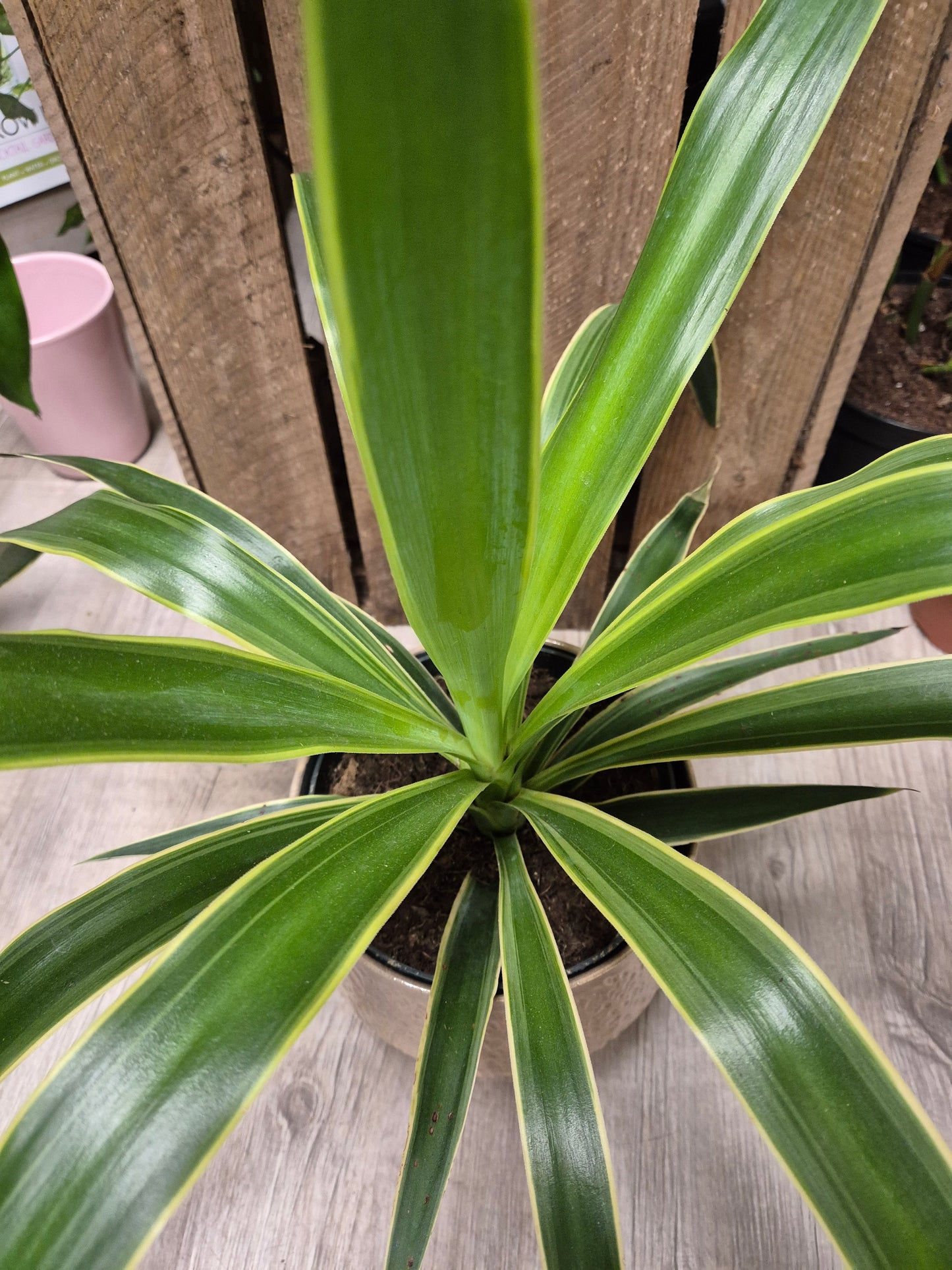 Yucca elephantipes 'Puck' | Spineless Yucca | Houseplant | 17cm