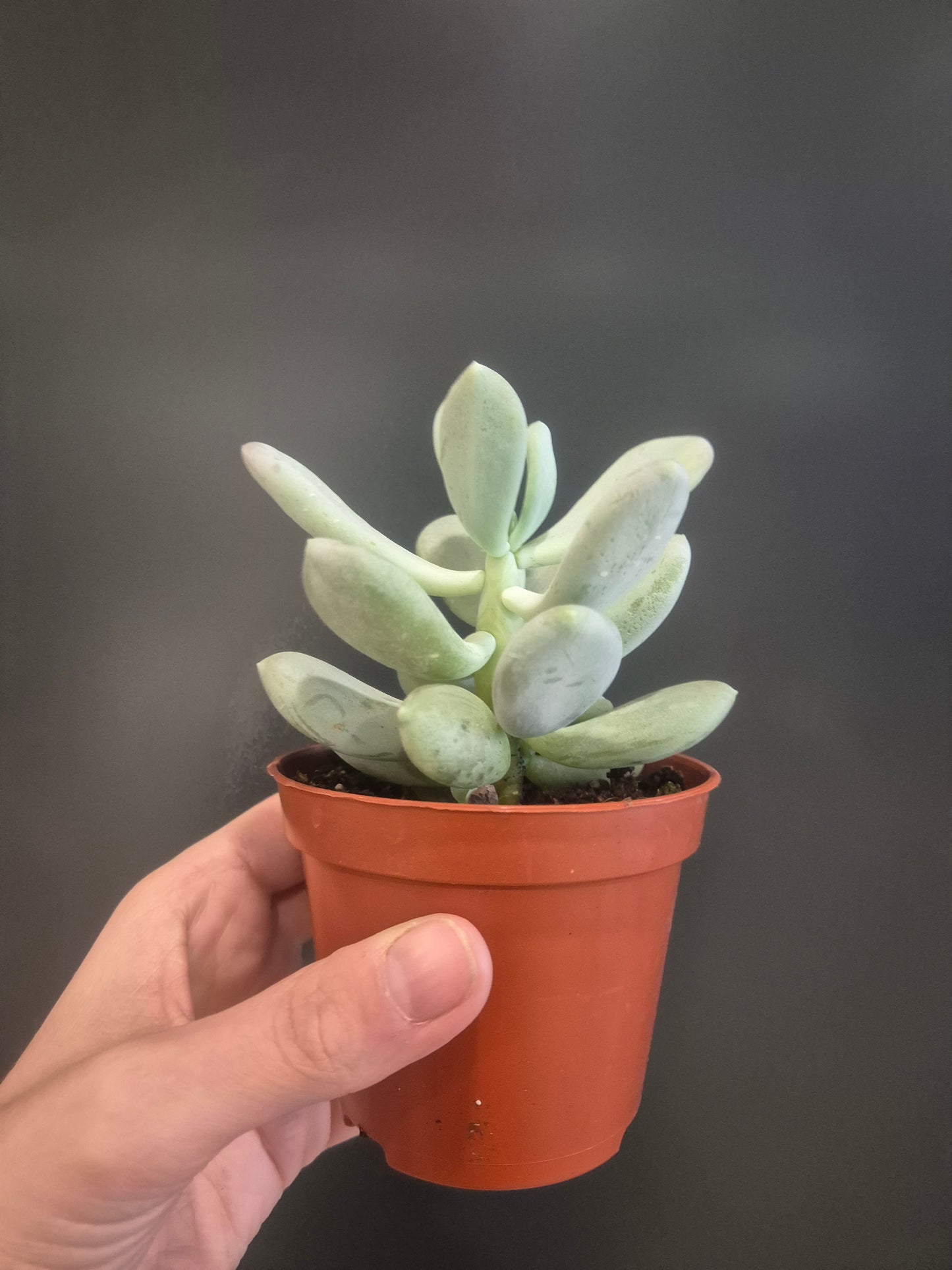 Pachyphytum oviferum - Moonstone - 8.5cm | Houseplant