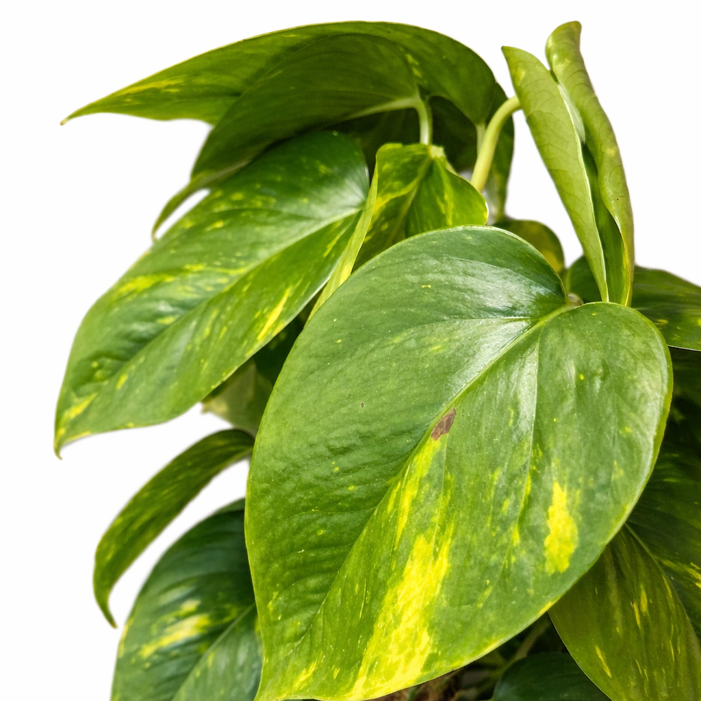 Scindapsus & Coco Coir Pole - Devils Ivy - 21cm | Houseplant