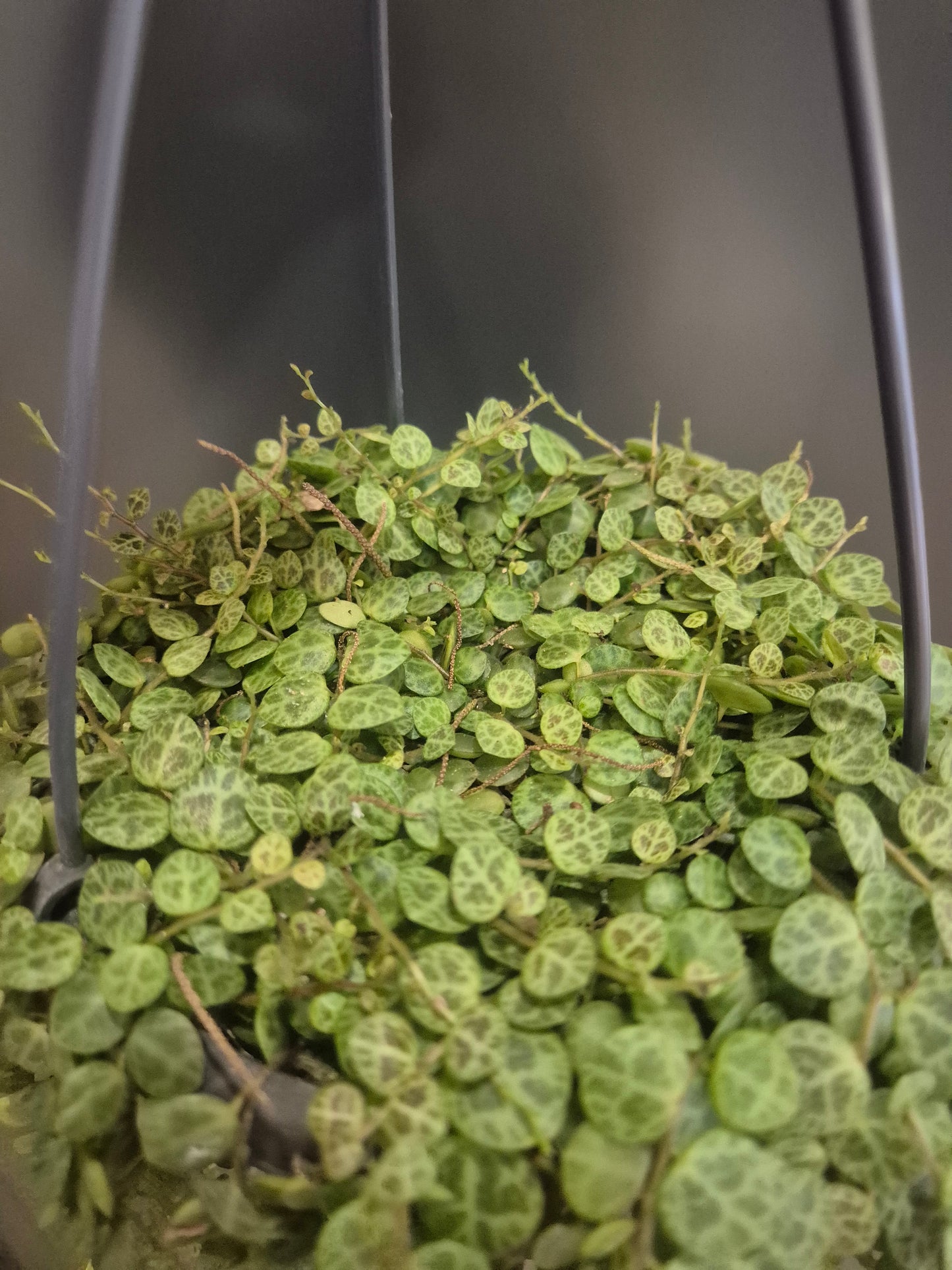 Peperomia Prostrata - String Of Turtles - 14cm | Houseplant
