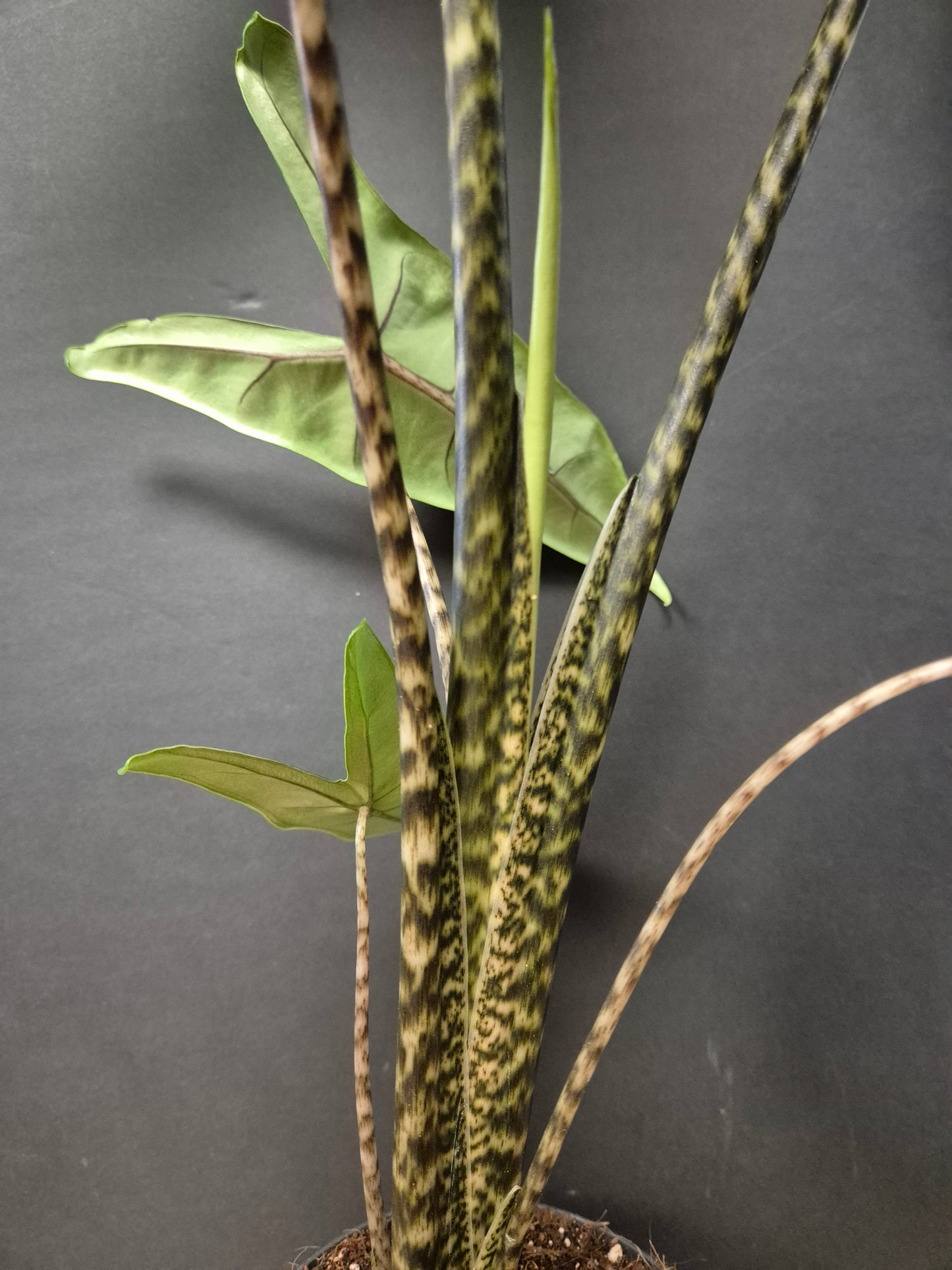 Alocasia Zebrina - Zebra Elephant Ear - Houseplant