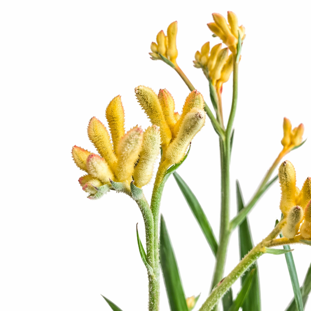 Anigozanthos - Kangaroo Paws - 12cm | Houseplant