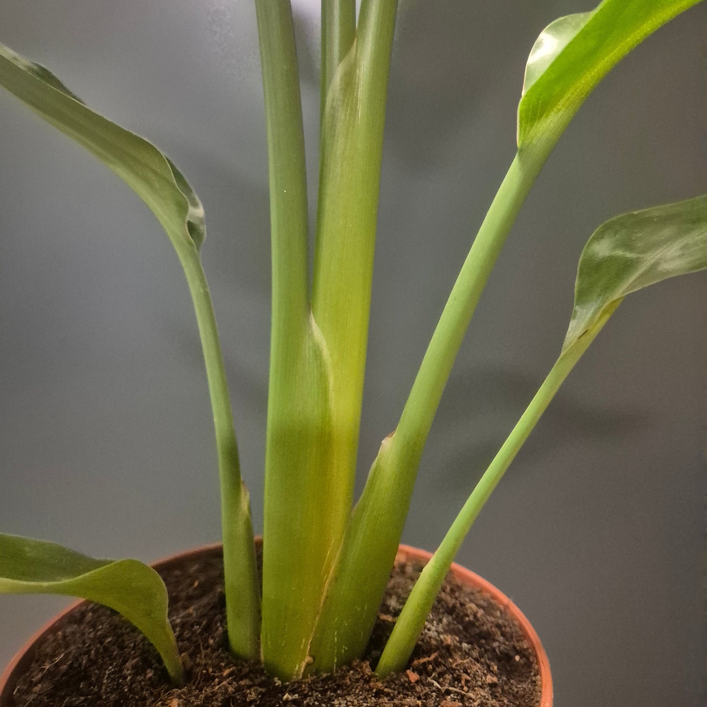Strelitzia Reginae - Bird Of Paradise - 12cm | Houseplant