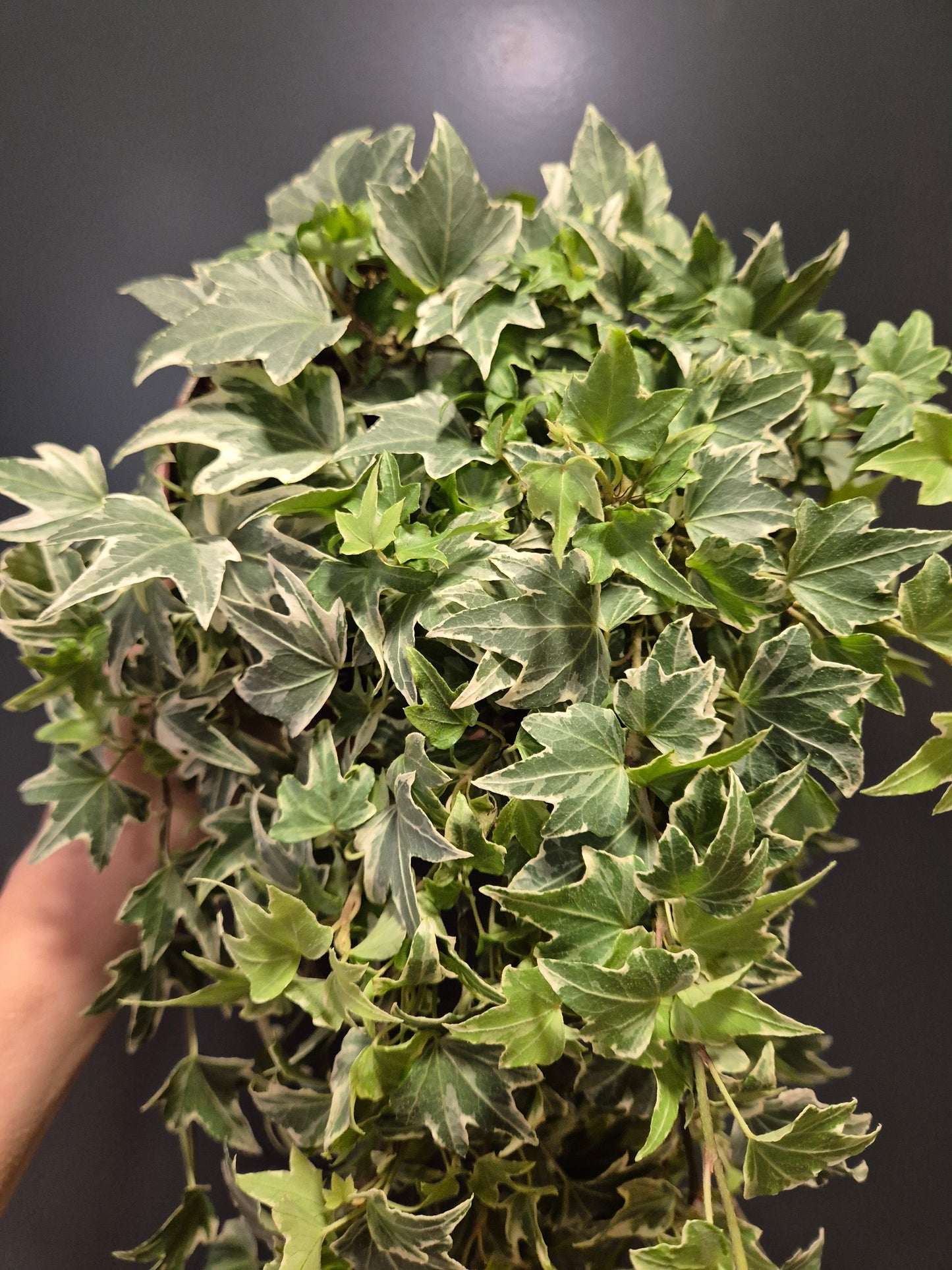 Hedera - English Ivy | Houseplant