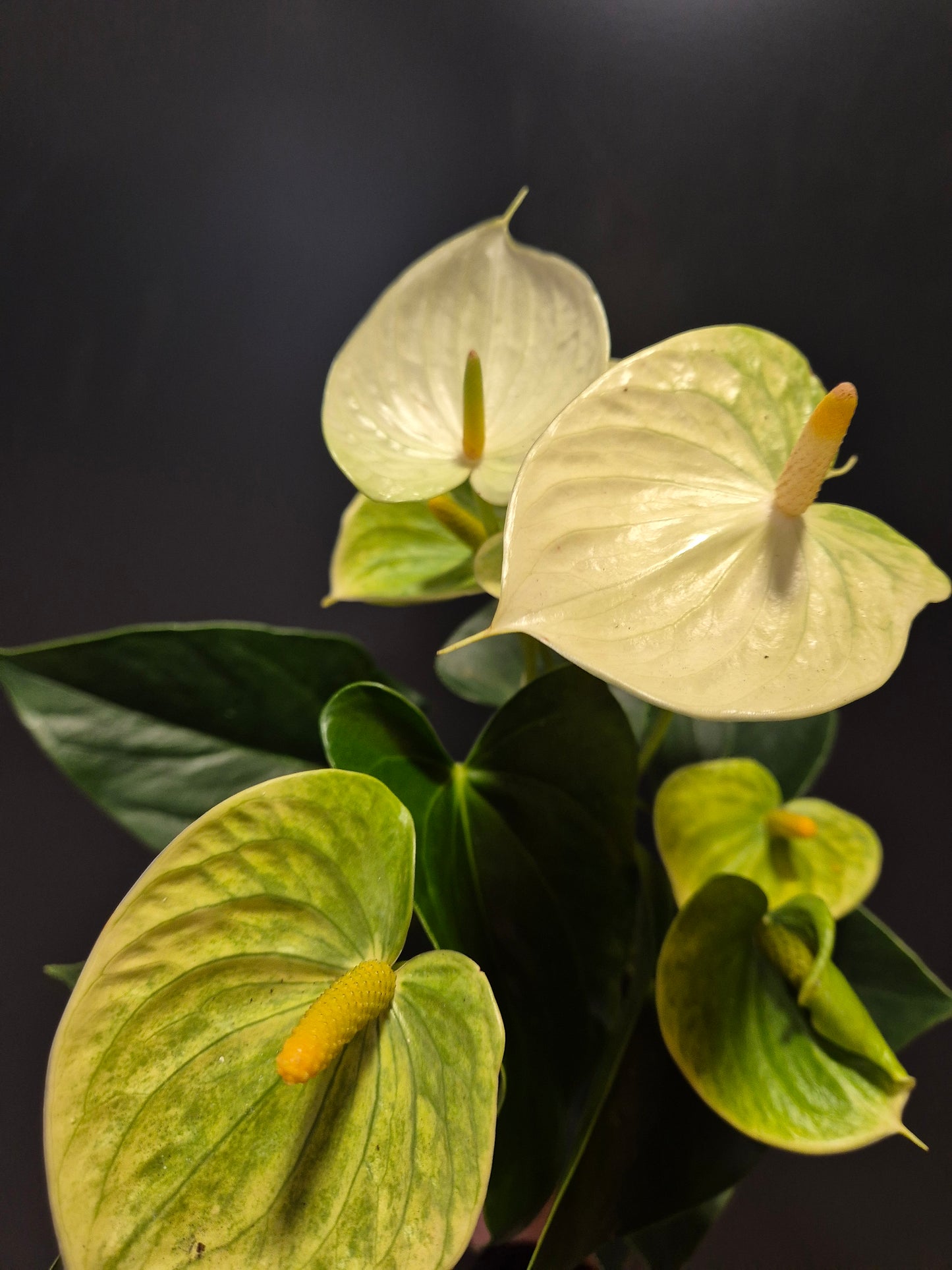 Anthurium White | Flamingo Flower | Houseplant