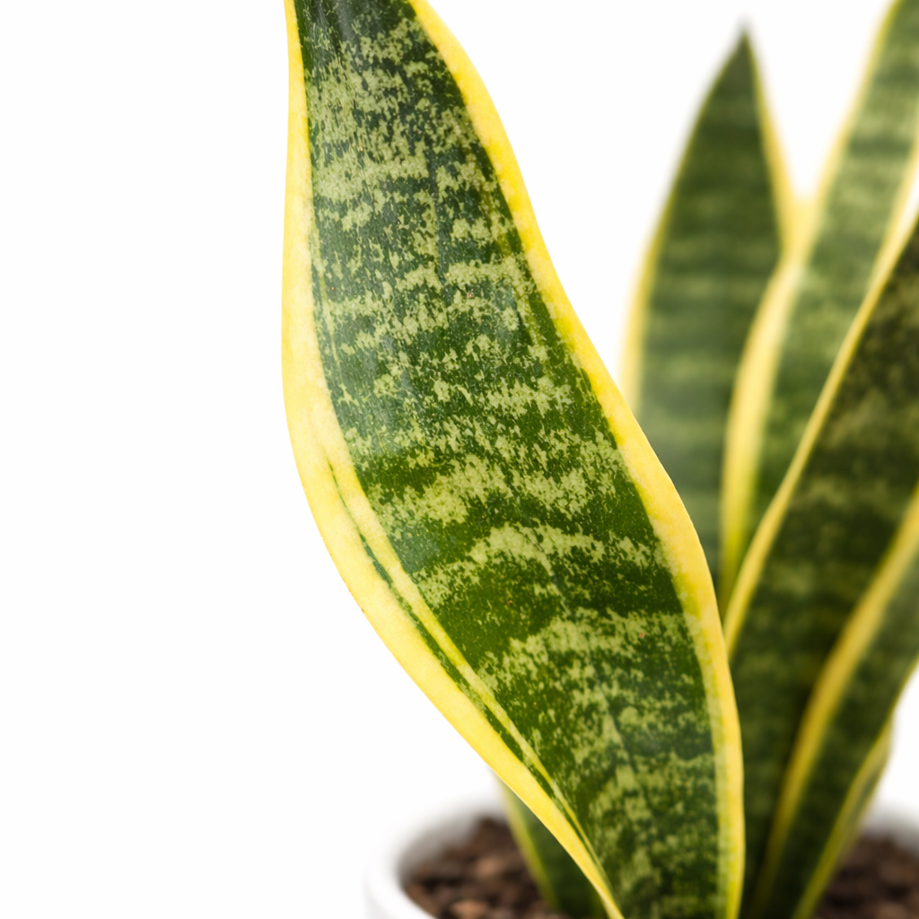 Potted snake plant with green and yellow leaves on a white background