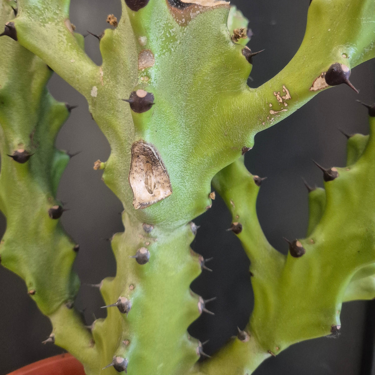 A close-up of a green succulent cactus with spiky lobes and small dark tips, photographed against a dark gray background.