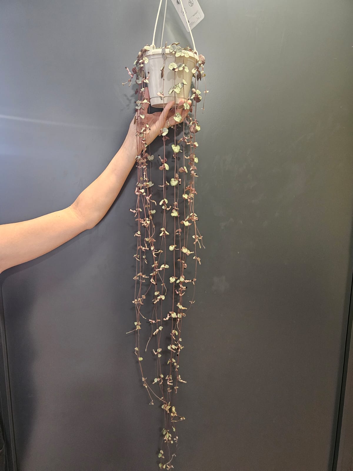Ceropegia Woodii | String of Hearts | Houseplant Plant Paradise By Gemma