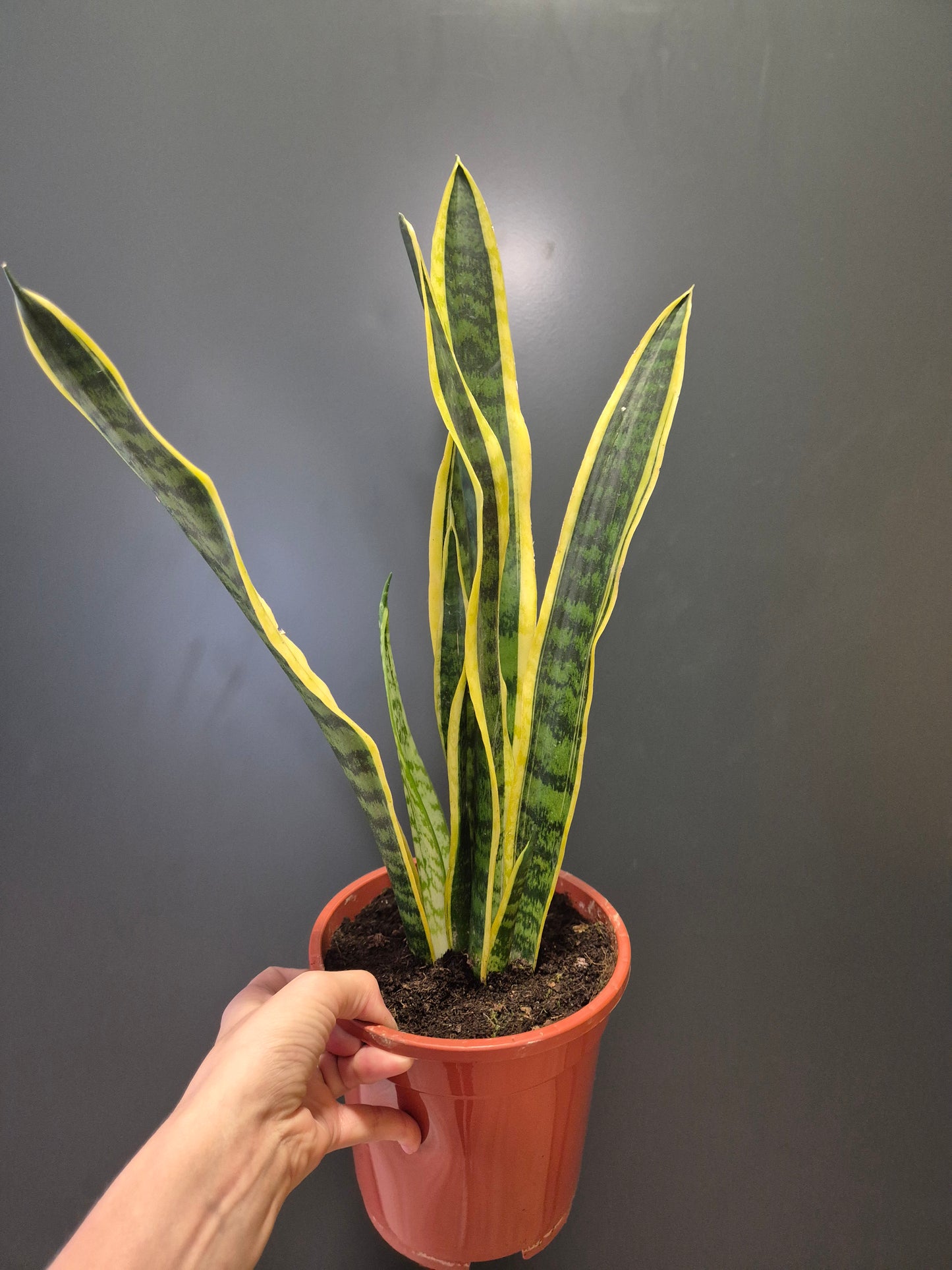 Large Sansevieria - Snake Plant | Houseplant