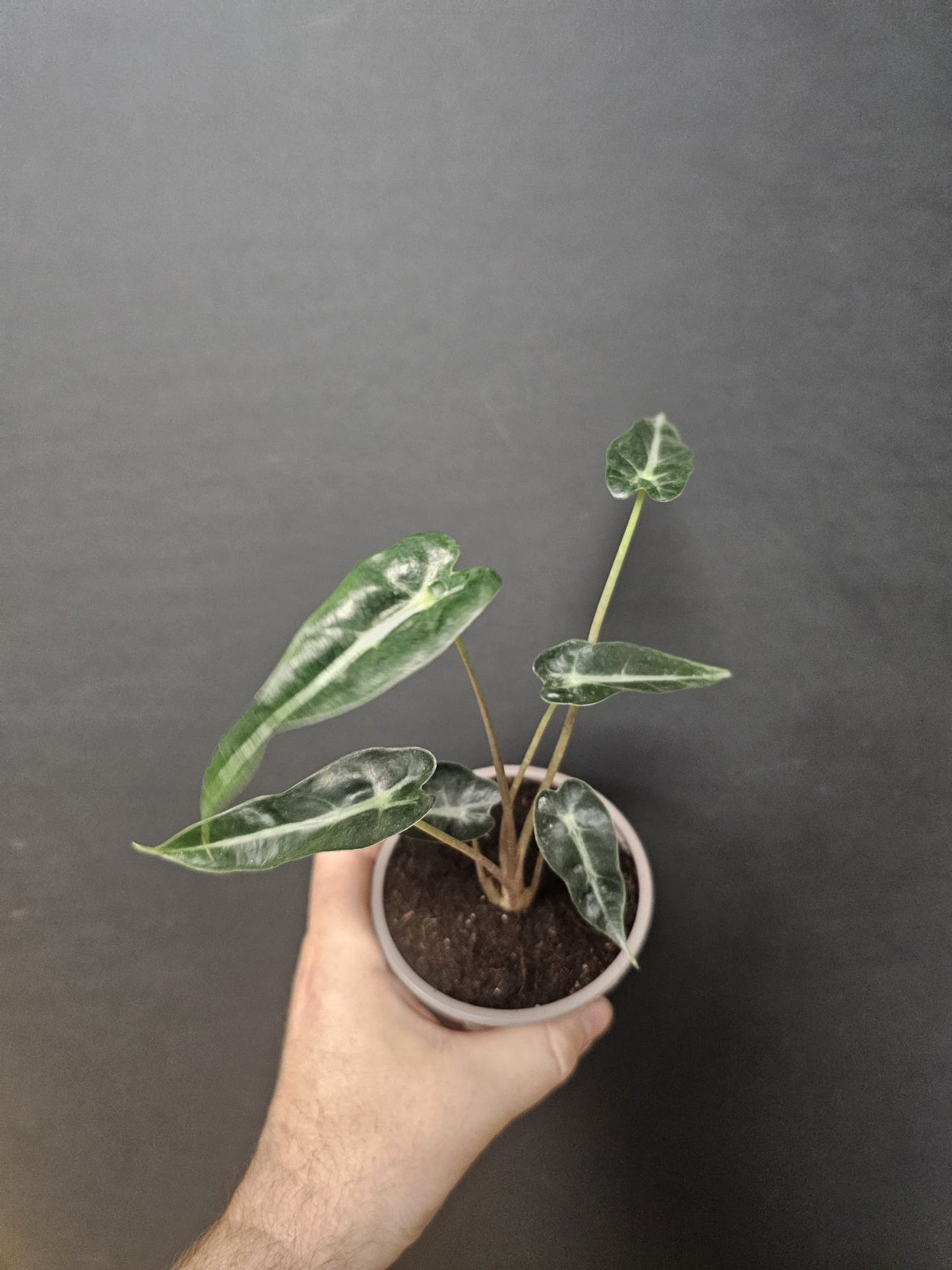 Alocasia Bambino - African Mask | Houseplant